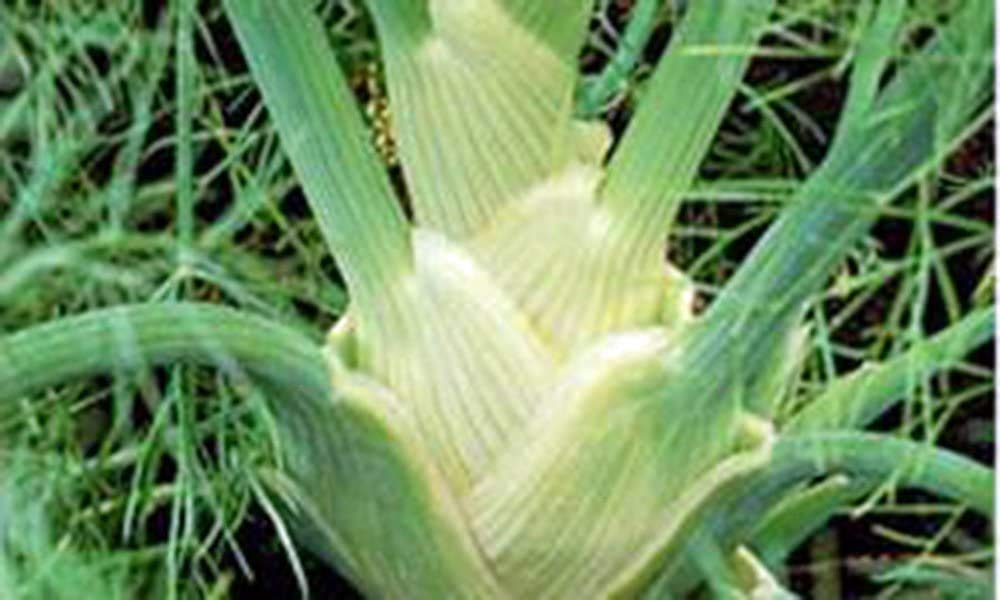 Organic Heirloom Florence Fennel Seeds - Non-GMO, 50+ Count - Country Creek Acres - Perfect for Herb Gardens, Cooking & Natural Remedies