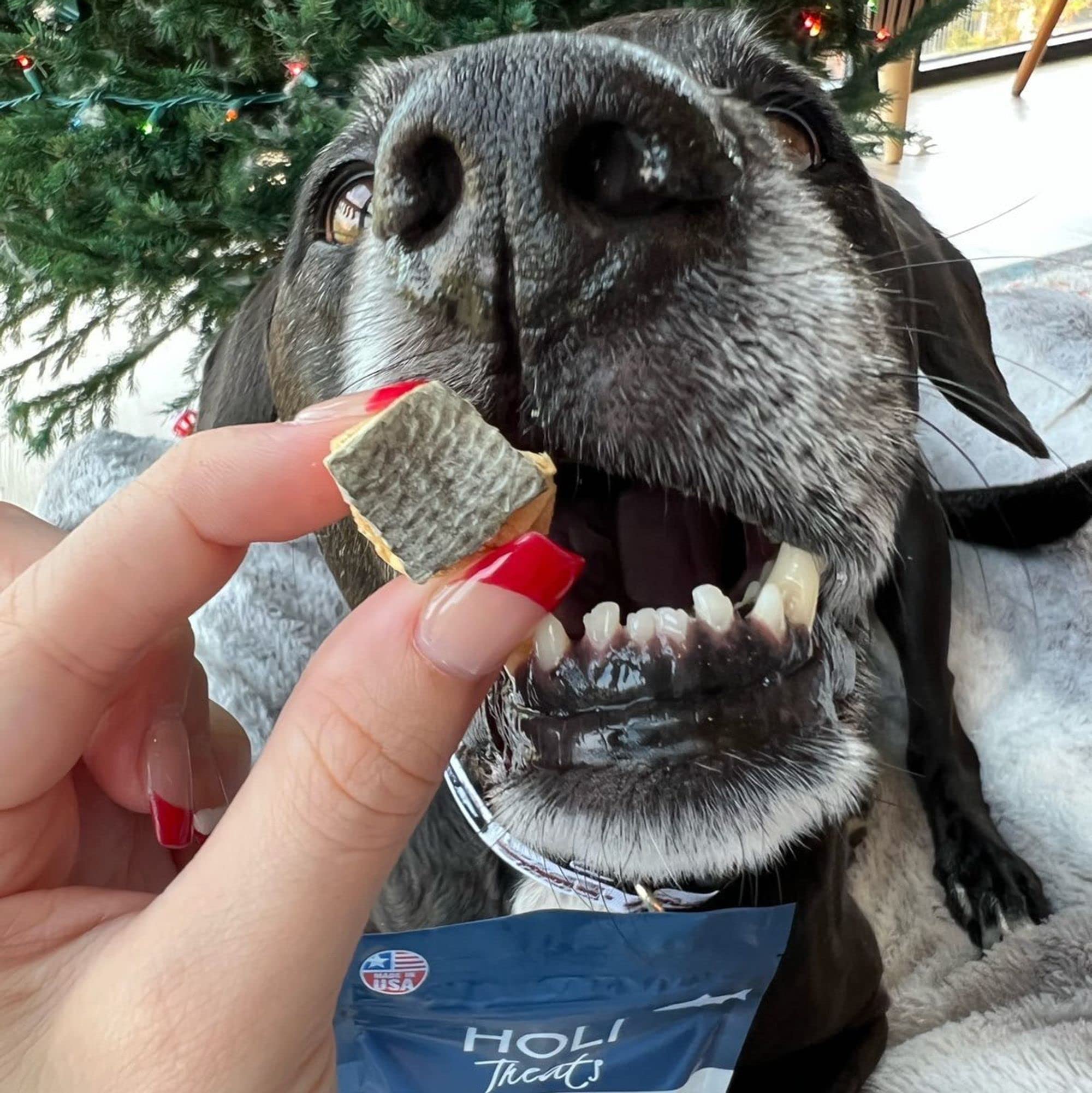 Premium Freeze Dried Salmon Dog Treats with Omega 3 & 6 Fish Oil | All Natural, Human-Grade, Wild Caught Salmon | Grain Free, Diabetic Friendly | Made in USA | Perfect for Training Rewards & Dental Health
