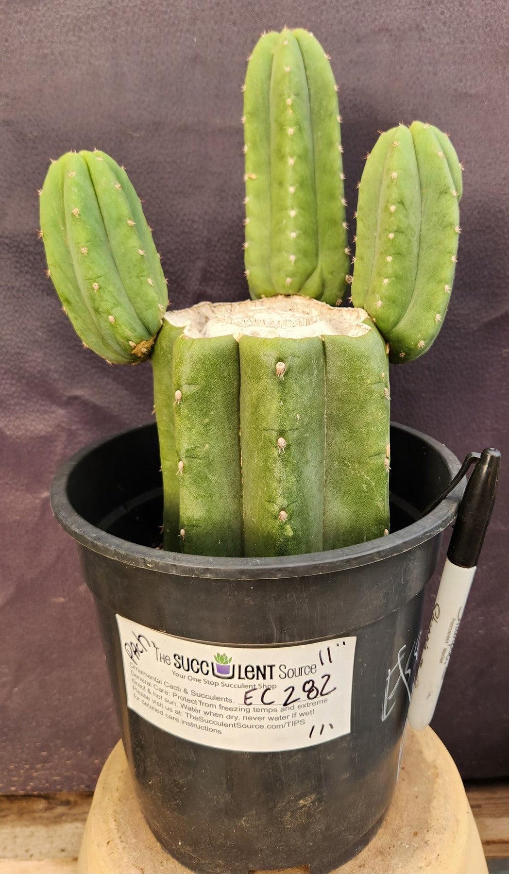 EC282 EXACT Trichocereus Pachanoi Cactus - 11 Inch San Pedro Cactus for Home Decor, Gardening & Spiritual Ceremonies