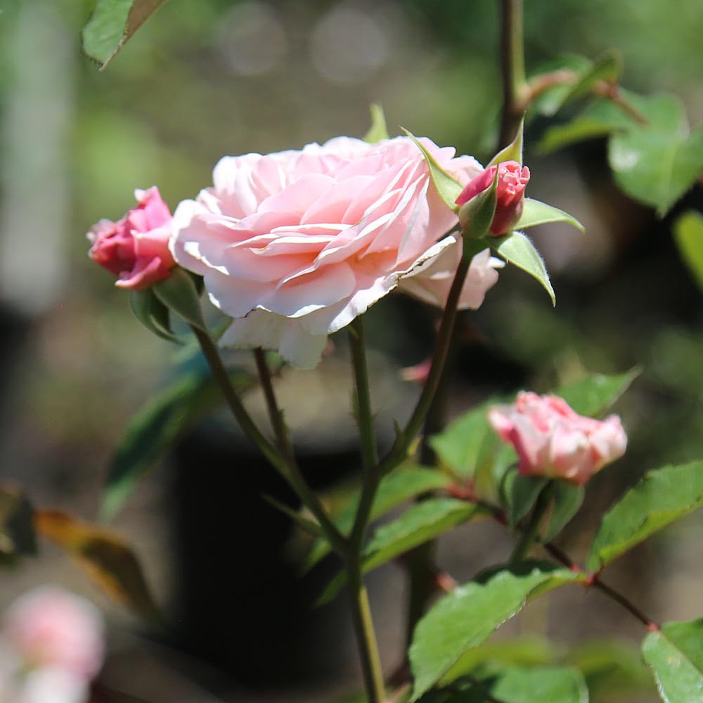 Heirloom Roses Lexy™ Pink Rose Bush - Hybrid Musk Live Outdoor Plant for Garden, Landscaping & Home Decor | Perfect for Planting in Flower Beds, Borders & Containers
