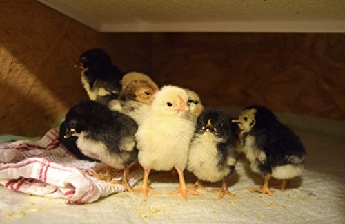 Infrared Heat Lamp for Baby Chicks & Small Pets - 11x11 Inch Overhead Heating Panel, 32W Energy Efficient - Perfect for Brooders, Coops, Reptile Tanks & Pet Habitats