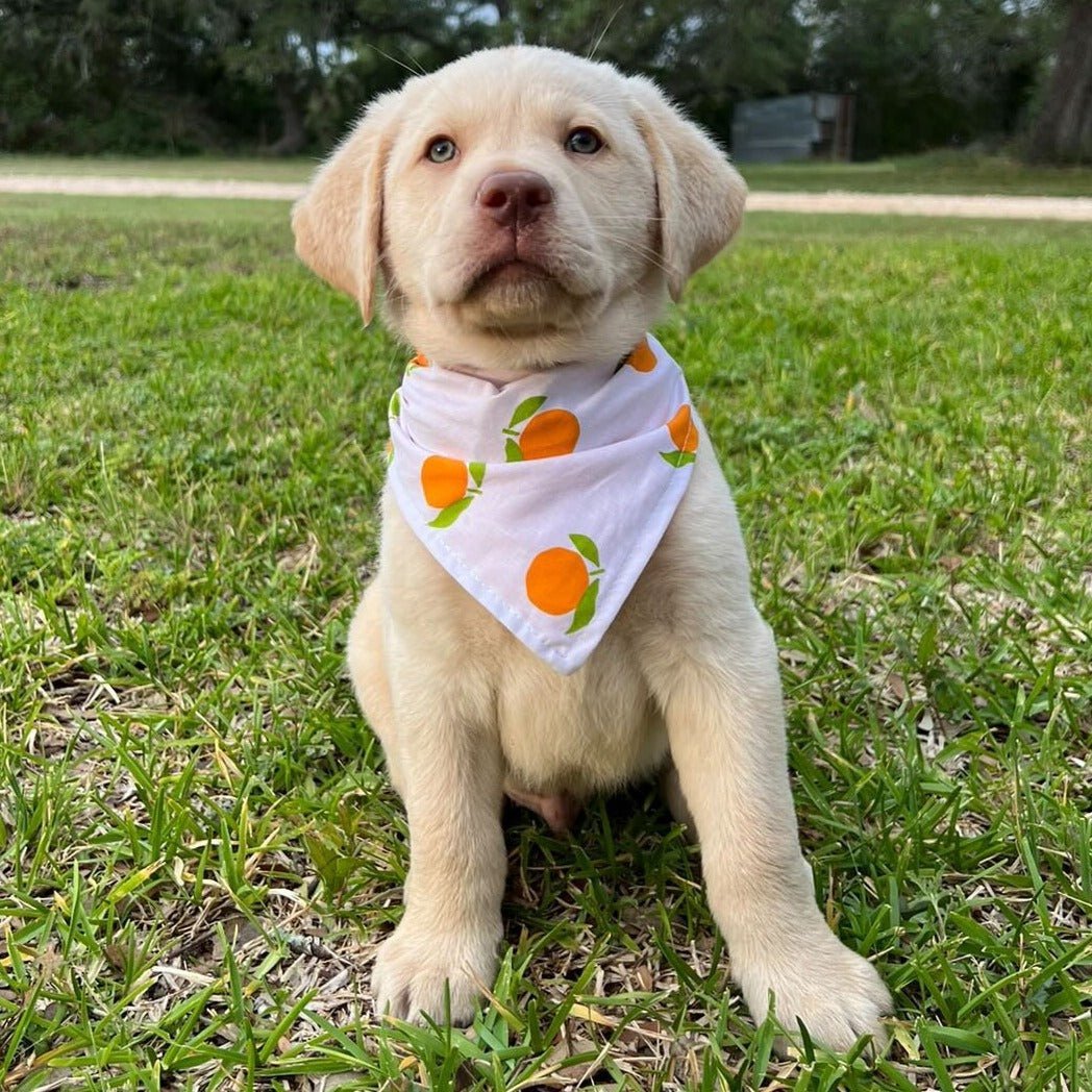 Summer Time Citrus Bandana - Reversible Cotton Scarf for Women & Men - Perfect for Beach, Outdoor, and Festival Fashion Accessories