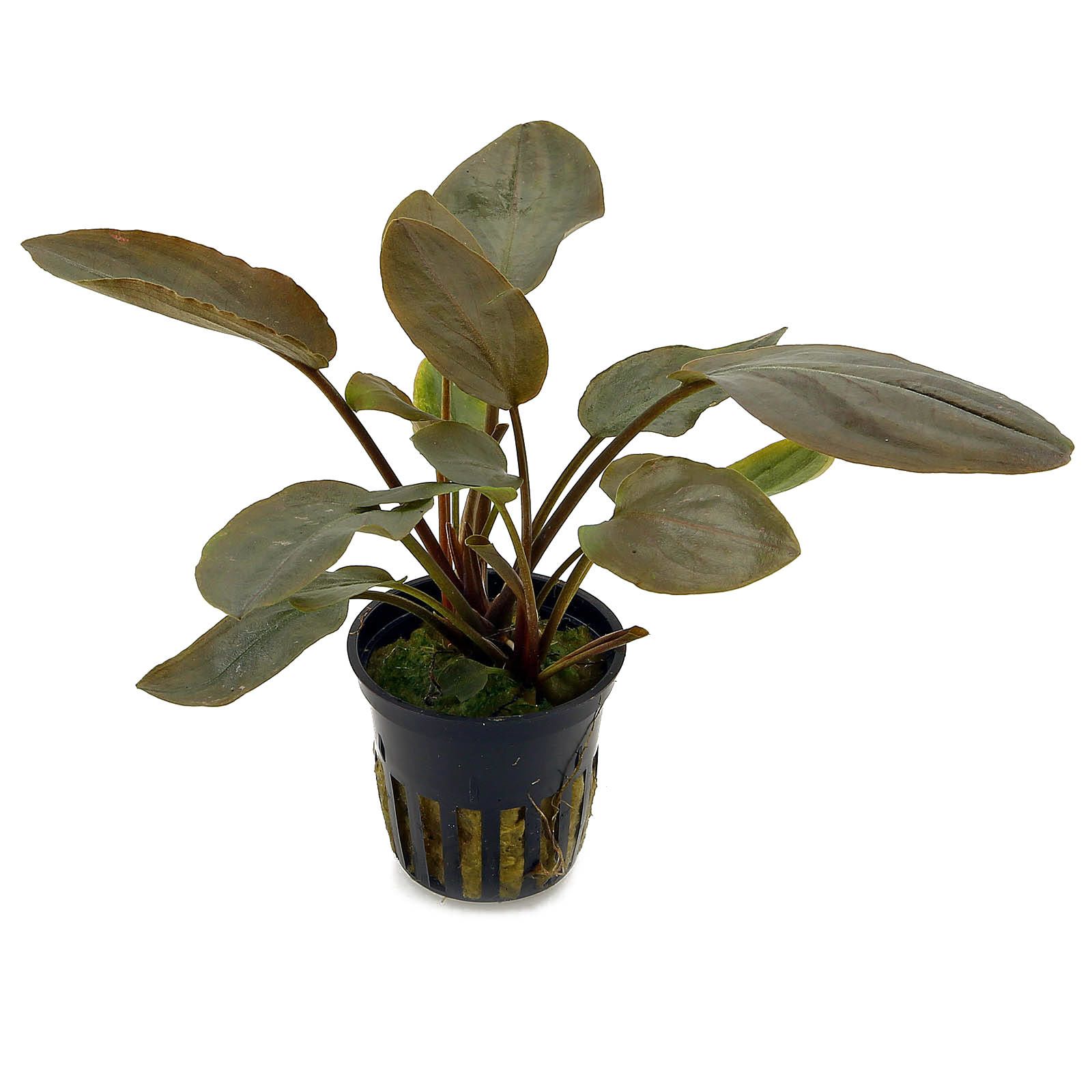 TCulture Lagenandra Meeboldii Red Aquatic Plant in Pot - Perfect for Aquariums, Fish Tanks & Water Gardens