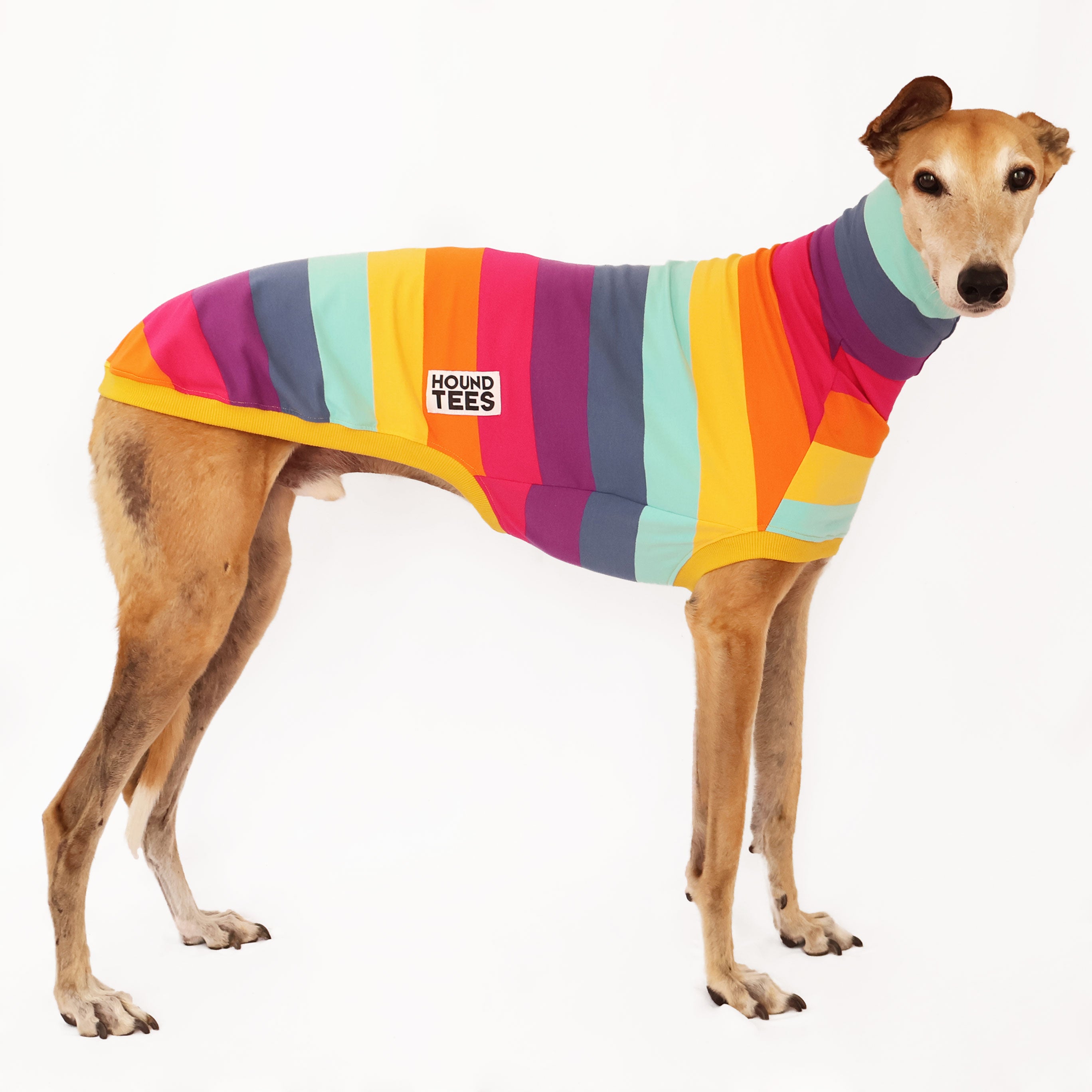 Lemon Meringue Greyhound Sleeveless Sweater for Women - Soft Knit Pullover Top - Casual Chic Dog Lover Outfit for Fall & Winter Fashion