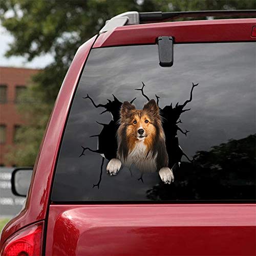 Shetland Sheepdog-01