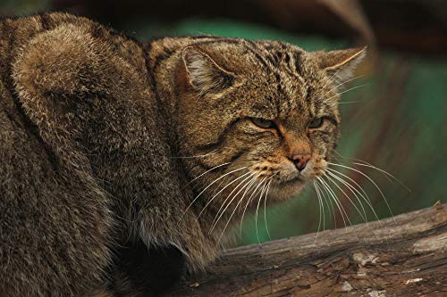 20x30 Inch Wildcat Laminated Poster - Vibrant Colors & Vivid Nature Imagery - Perfect for Home Decor, Office, or Classroom Wall Art - Fits Standard Frames
