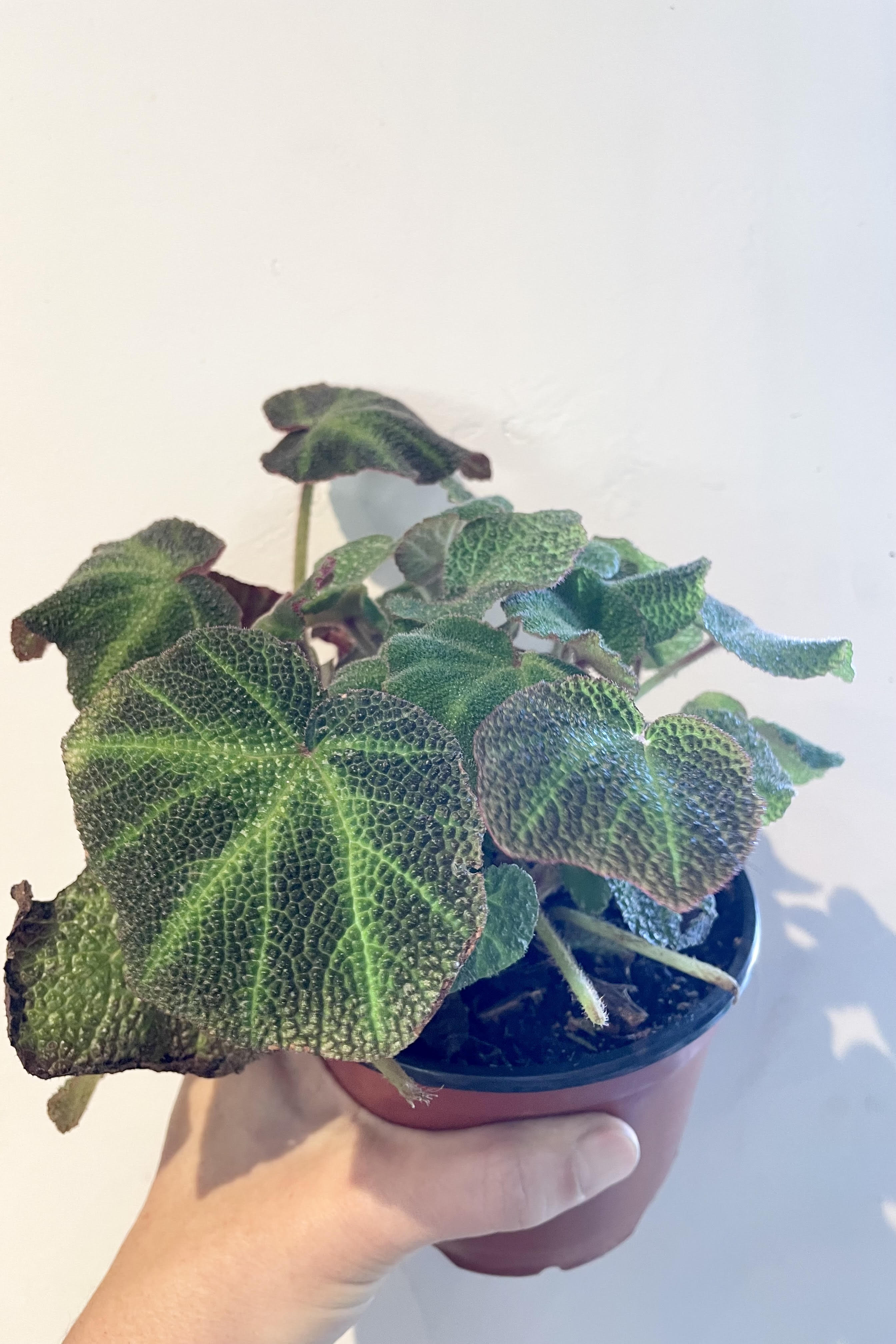 Begonia Rex Cultorum - 5 Live Plants for Home & Garden Decor | Perfect for Indoor Houseplant Lovers & Outdoor Landscaping