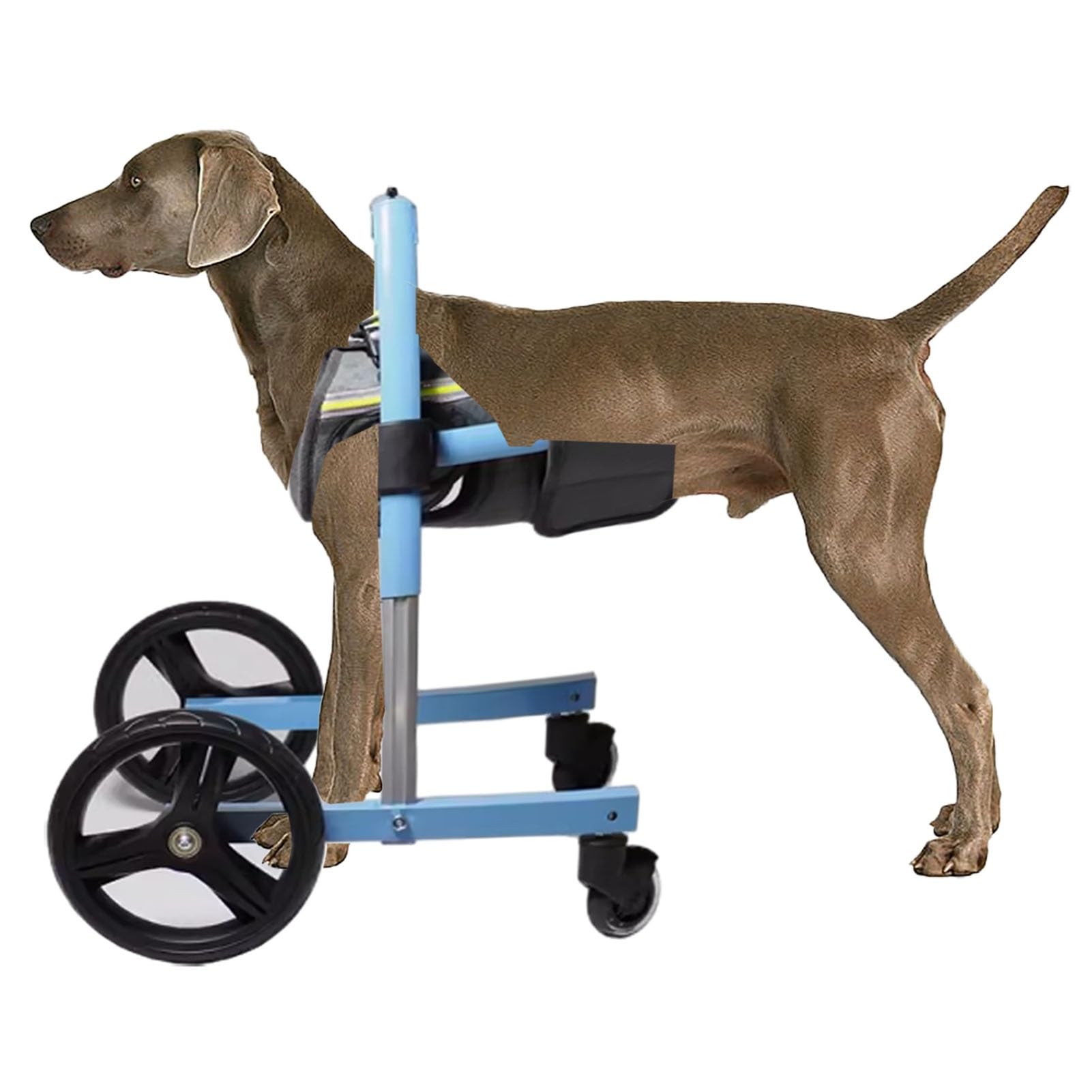 Adjustable Front Leg Dog Wheelchair - Mobility Aid for Small, Medium & Large Disabled Dogs | Supportive Pet Wheelchair for Walking & Daily Activities | Perfect for Injured, Elderly or Special Needs Dogs (X-Small)