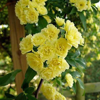 Dichondra Yellow Climbing Rose Flower Seeds for Garden - Beautiful Perennial Vine Plants for Fences, Trellises & Outdoor Landscaping