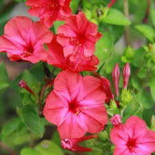 Elwyn Four O'Clock Flower Seeds - Formula Mix (15 Large Seeds) - Vibrant Multicolor Blooms for Gardens, Borders & Containers