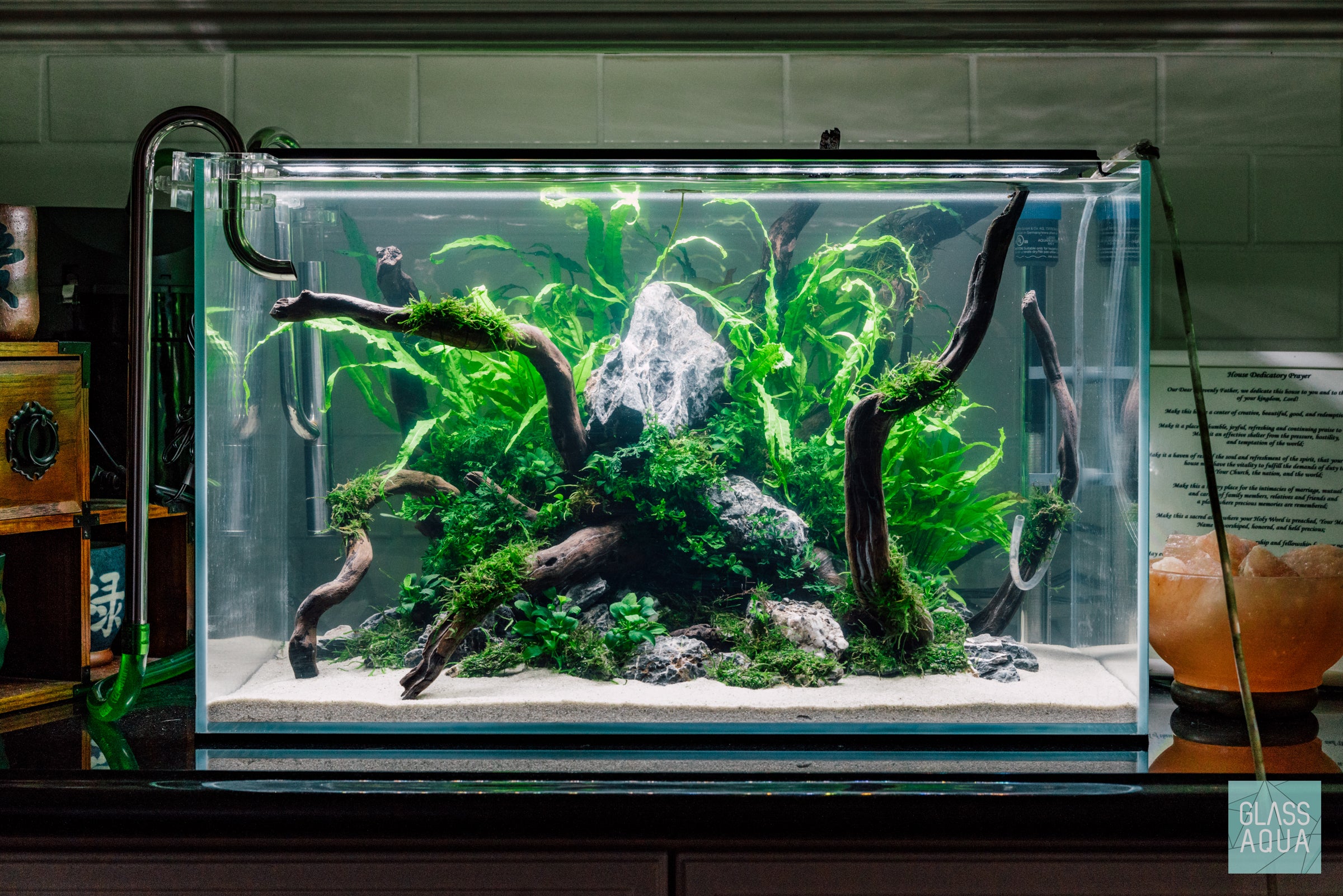 Premium Java Moss Large Mat for Aquarium - Live Aquatic Plant for Fish Tank Decoration, Shrimp Habitat & Natural Filtration | Perfect for Freshwater Tanks, Aquascaping & Breeding Environments