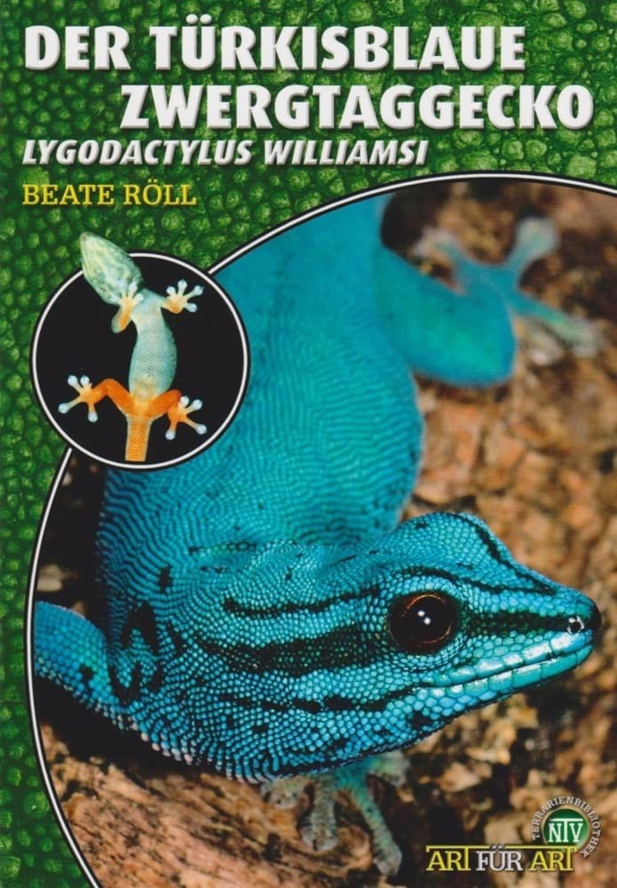Art for Art: The Turquoise Blue Dwarf Gecko (Lygodactylus williamsi) - Perfect for Reptile Terrariums & Exotic Pet Enthusiasts