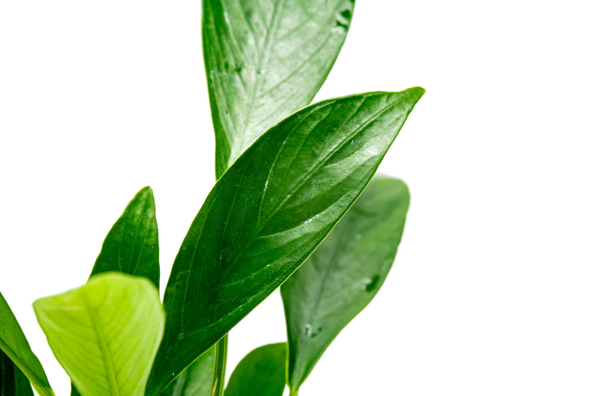 Anubias Congensis Live Aquarium Plant - Low Light Freshwater Aquatic Plant for Fish Tanks, Aquascaping & Shrimp Tanks (Perfect for Beginners & Nano Tanks)