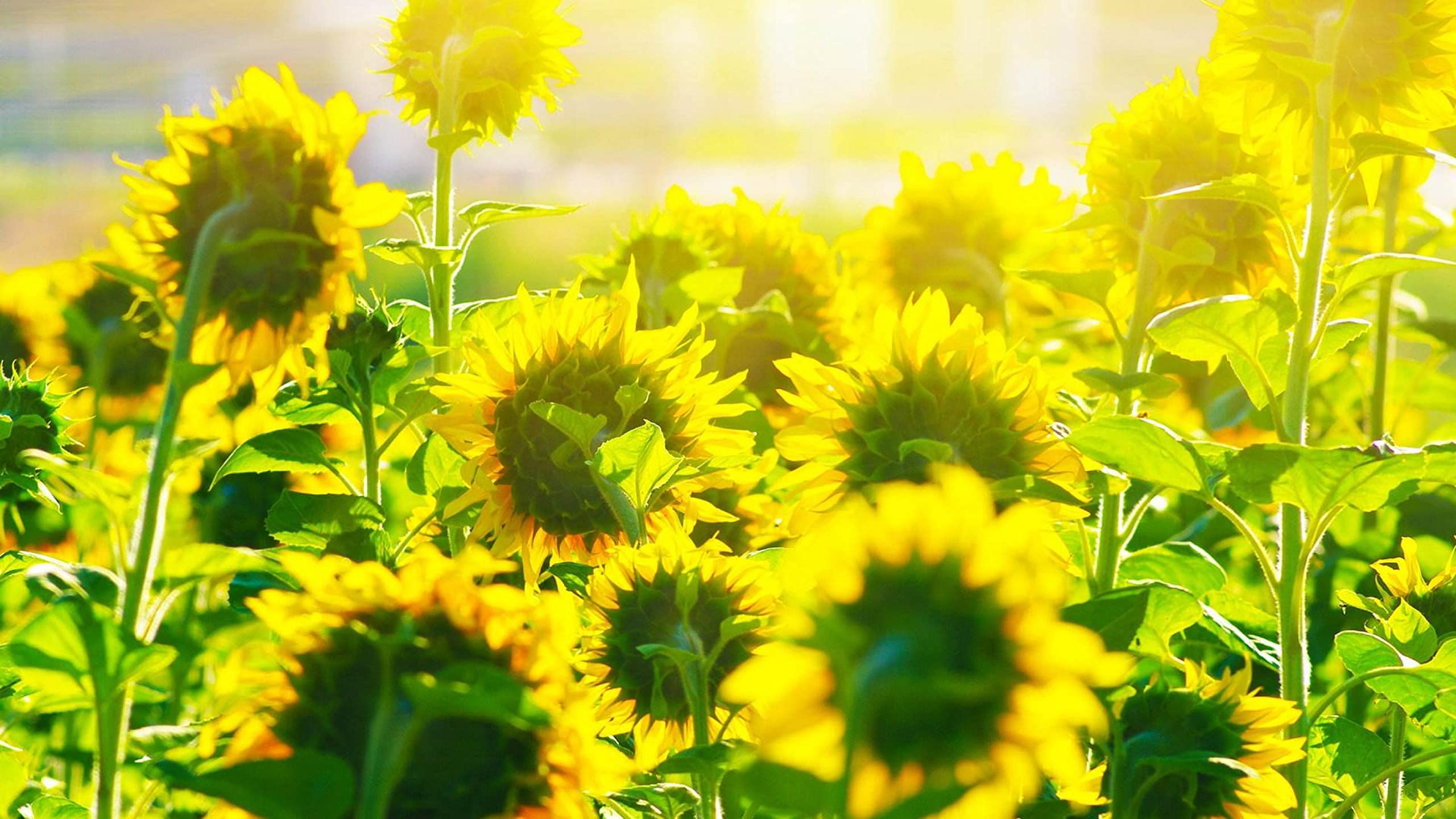 3000-Piece Sunflower Jigsaw Puzzle for Adults & Kids - Fun Family Game & Stress Relief