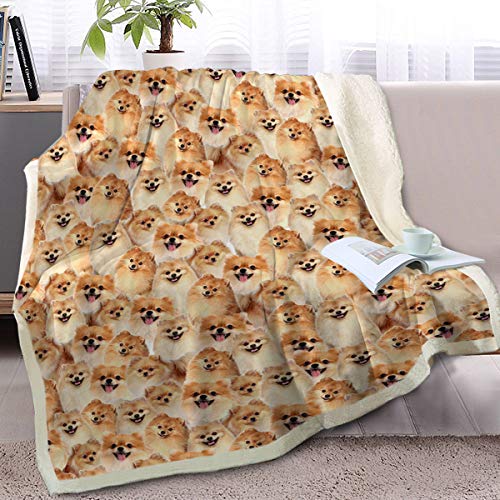 Pomeranian 1