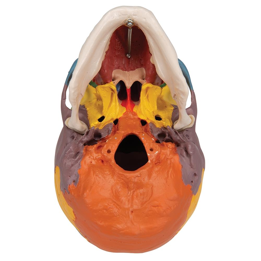 4-Part Didactic Skull Model with Cervical Spine - Human Anatomy Educational Tool for Medical Students & Dentists - Perfect for Classroom Study & Clinical Training