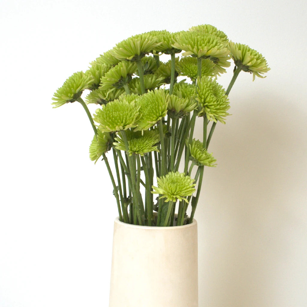 Fresh Avocado Green Novelty Chrysanthemum Flowers - Perfect for Home Decor, Wedding Bouquets & Garden Planting