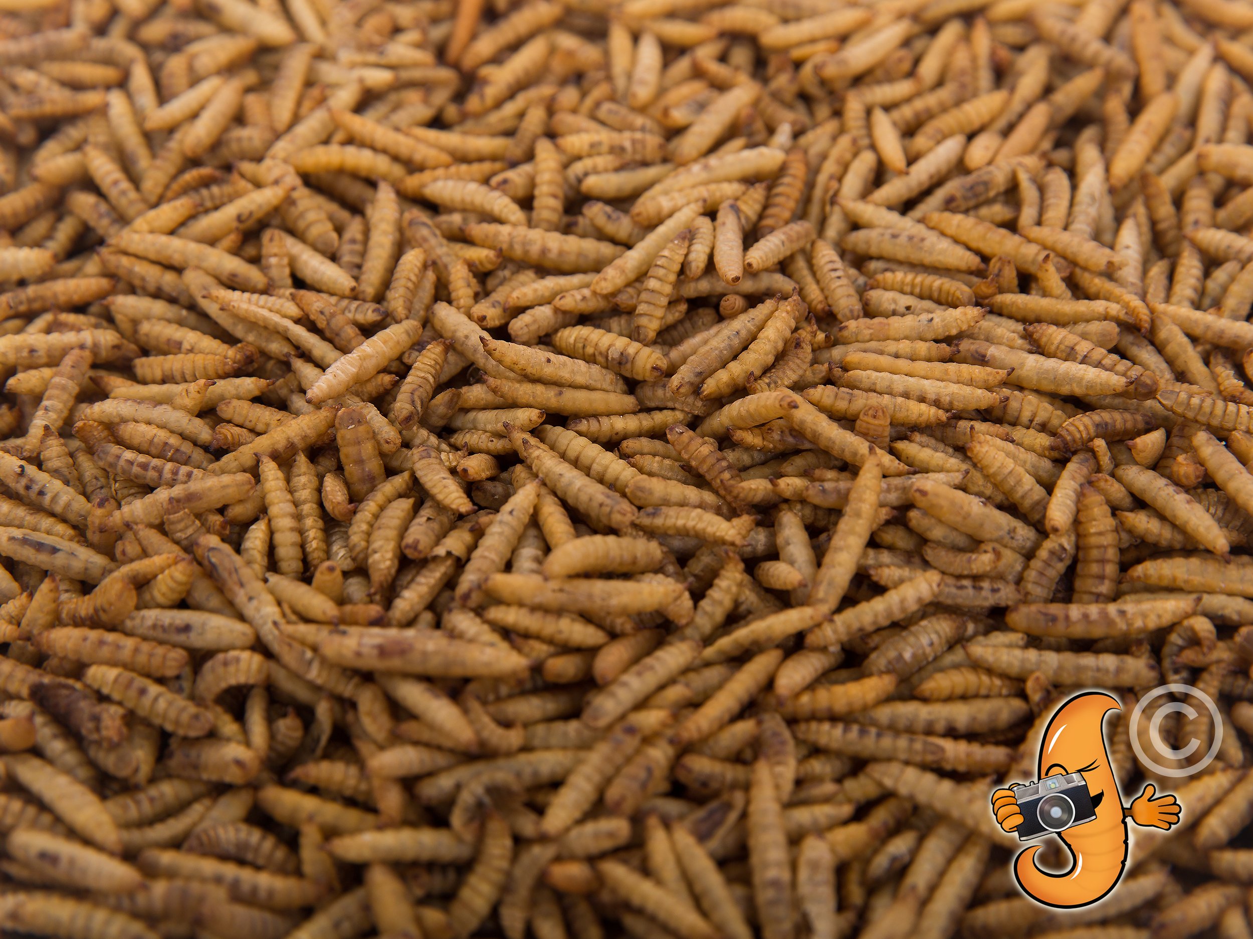 11Lbs Organic Dried Black Soldier Fly Larvae - High Protein & Calcium Snack for Chickens, Wild Birds & Reptiles | North American Grown | Perfect for Laying Hens, Backyard Poultry & Pet Nutrition