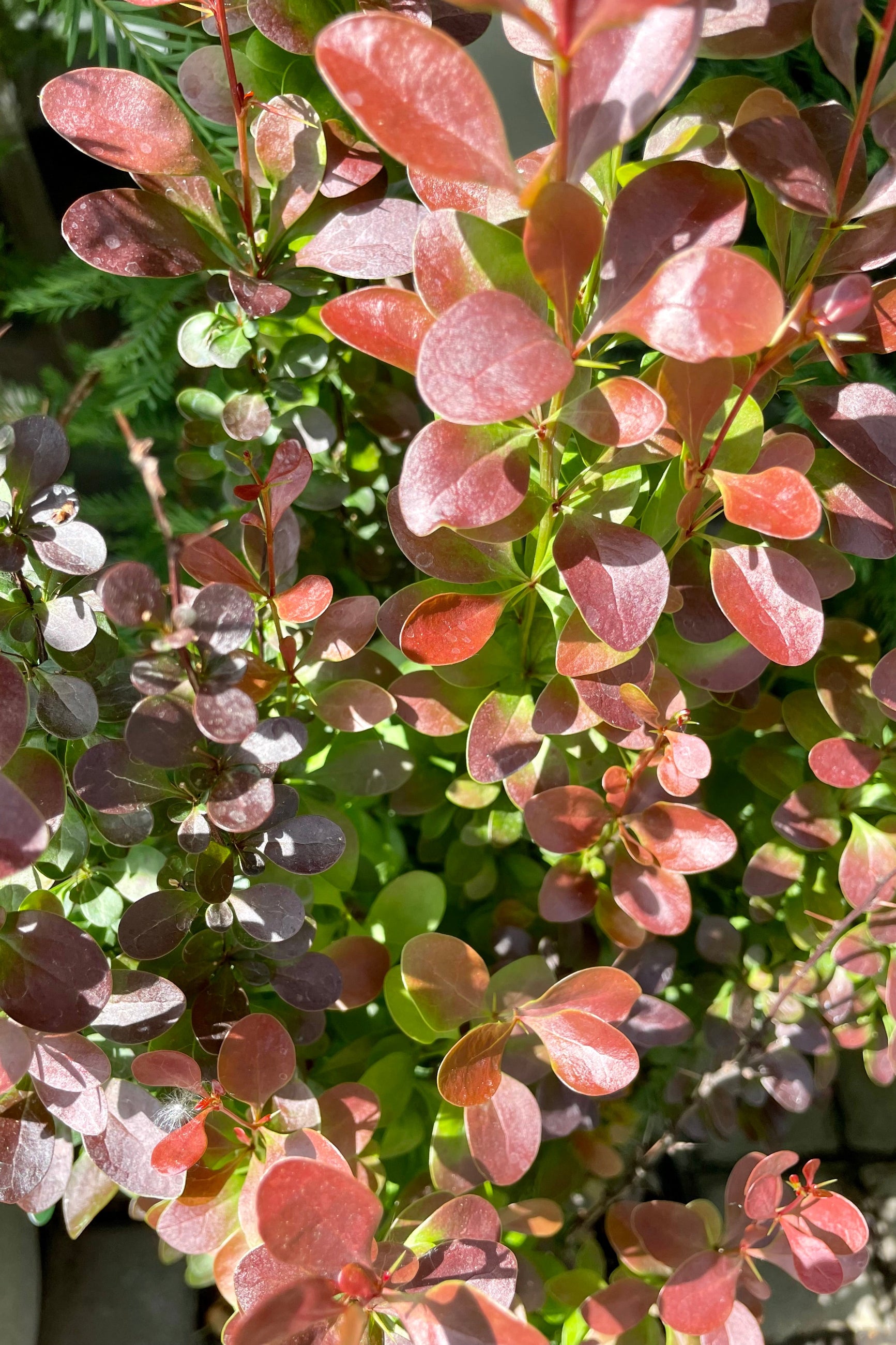 Buy Berberis thunbergii 'Helmond Pillar' #3 - Japanese Barberry Shrub for Landscaping & Privacy Hedges | Perfect for Garden Borders, Foundation Plantings & Urban Gardens