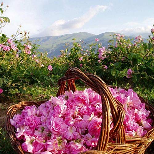 Bulgarian Rose Exfoliating Face Mask with Natural Rose Oil - Hydrating & Rejuvenating Facial Treatment for Smooth, Soft Skin - Brightening & Nourishing Formula - Perfect for Spa Nights & Self-Care Routines