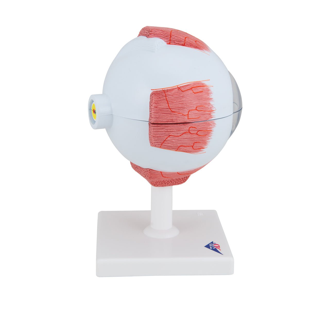5X Enlarged Human Eye Model - 6-Part Anatomical Eye Structure for Medical Students & Science Education | Perfect for Classroom, Lab & Study