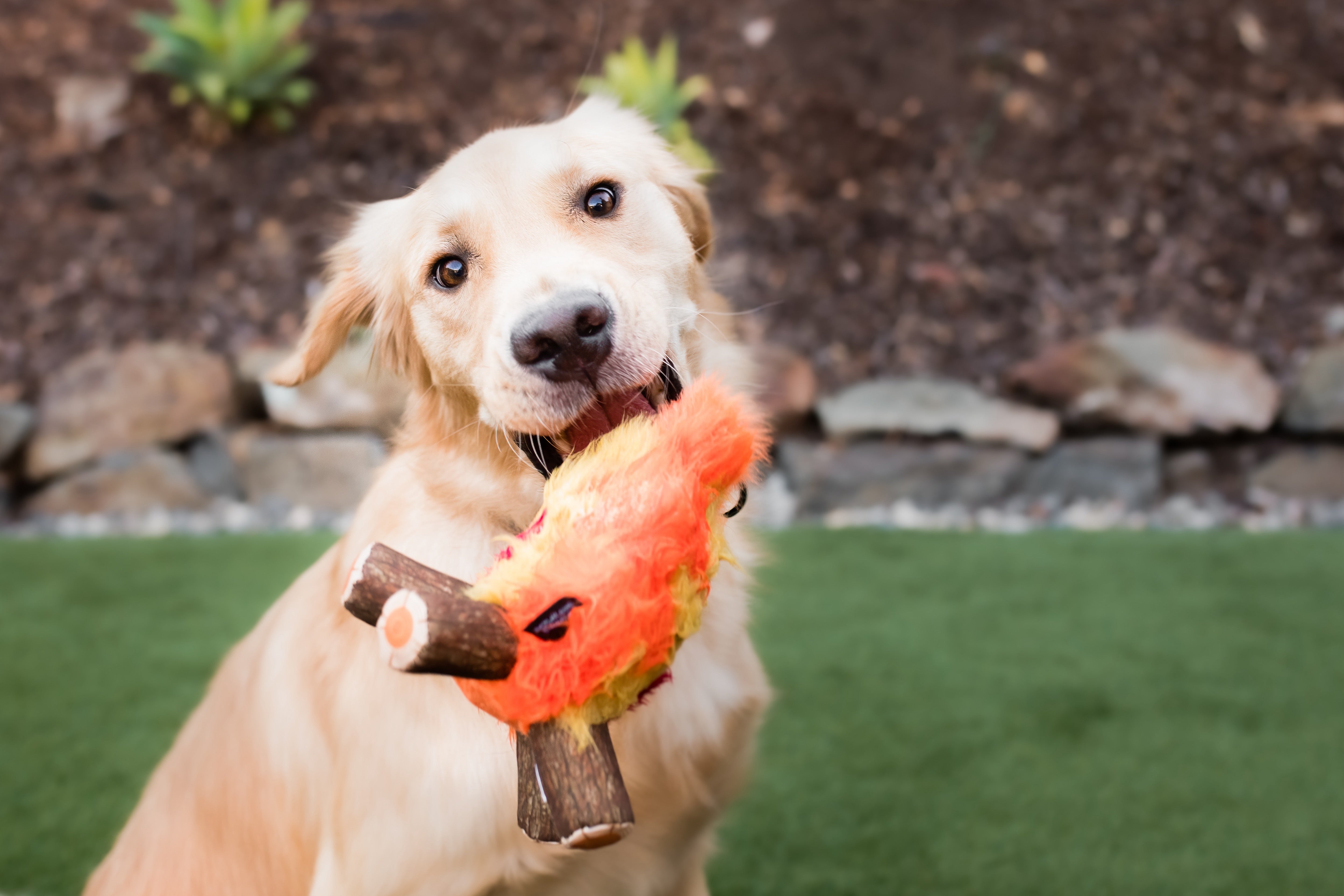 La Fogata Dog Chew Toy - Camp Corbin™ Plush Squeaky Chew Toy for Dogs | Pet P.L.A.Y. | Perfect for Playtime, Training & Outdoor Adventures