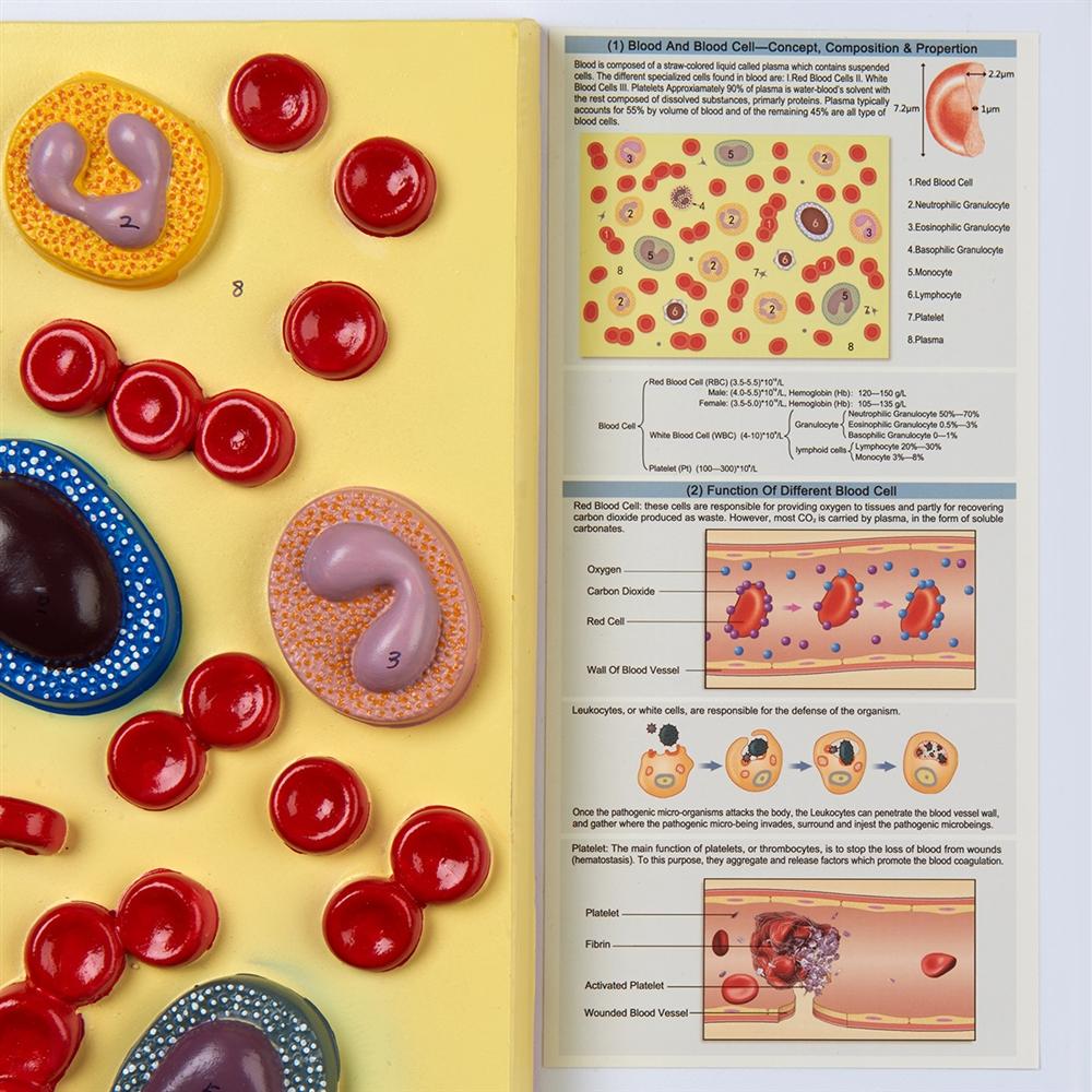 Human Blood Cells Enlarged 2000X - Microscopic View for Science Education & Medical Research - Perfect for Biology Classrooms, Lab Studies & Scientific Presentations