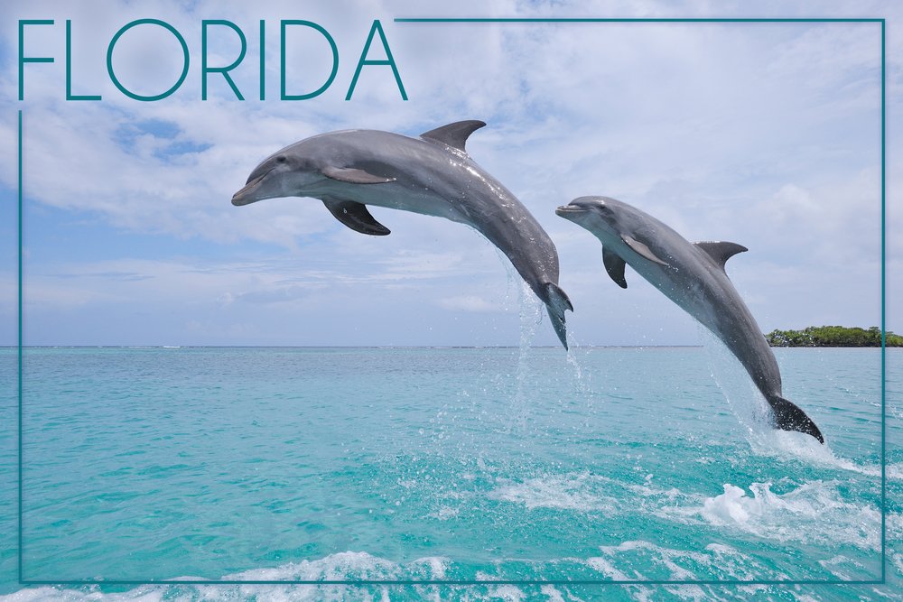 Florida Jumping Dolphins Wall Art - 12x18 Inches Gallery Quality Metal Print, Aluminum Decor for Living Room, Bedroom & Office