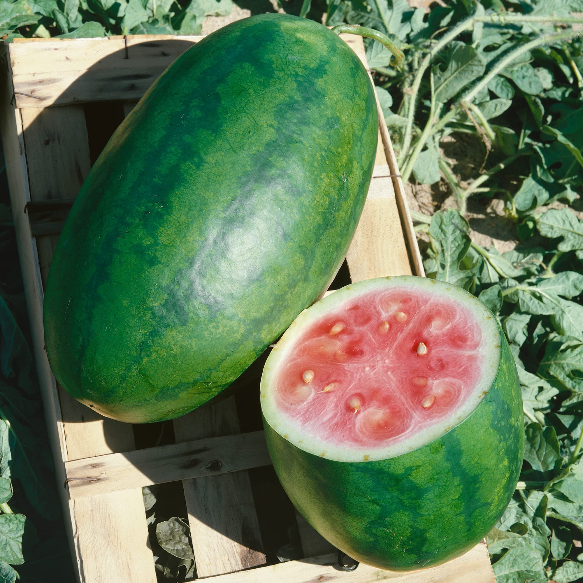 Organic Kleckly Sweet Watermelon Seeds - 4 Oz ~1600 Seeds - Non-GMO, Certified Organic, Heirloom - Citrullus lanatus - Perfect for Home Garden, Backyard Planting & Fresh Fruit Harvesting