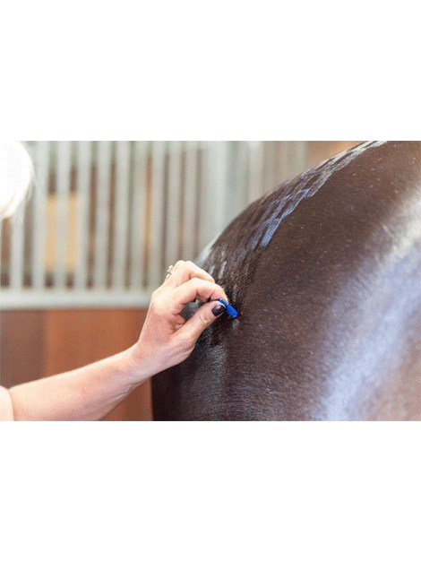 Smart Grooming Quarter Marking Spray for Horses - Quick & Easy Show Prep - Perfect for Competitions & Training