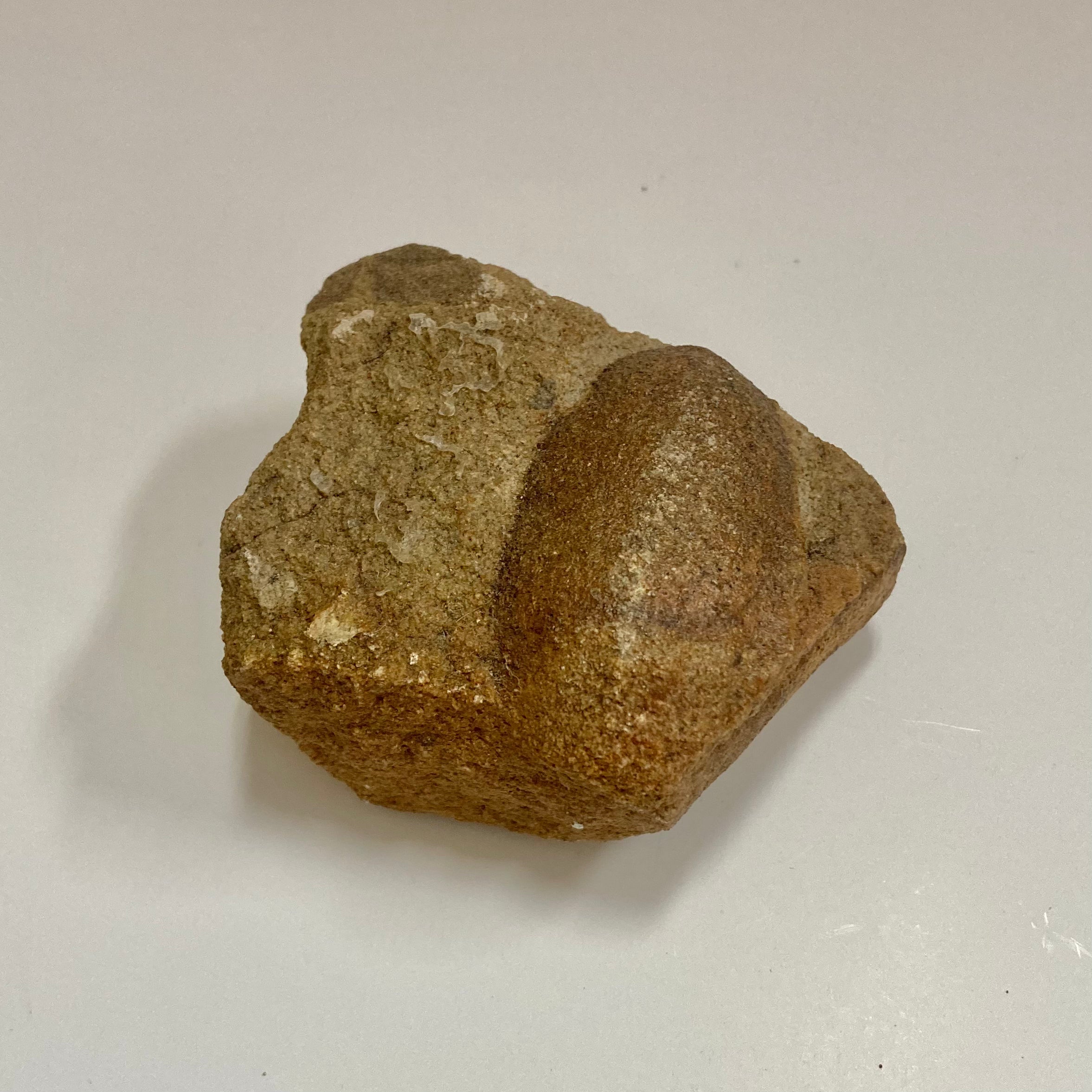 Trigonocarpus sp. Fossil Seeds for Sale - Rare Prehistoric Plant Seeds Collection - Perfect for Paleontology Enthusiasts, Educational Displays & Unique Home Decor