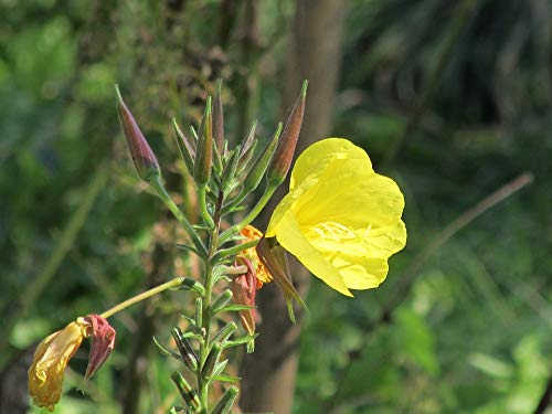 Oenothera Biennis Pink Evening Primrose Flowers - 20x30 Inch Laminated Wall Art Poster - Vibrant Colors & High Resolution - Perfect for Home Decor, Office, Bedroom, or Living Room Wall Decoration