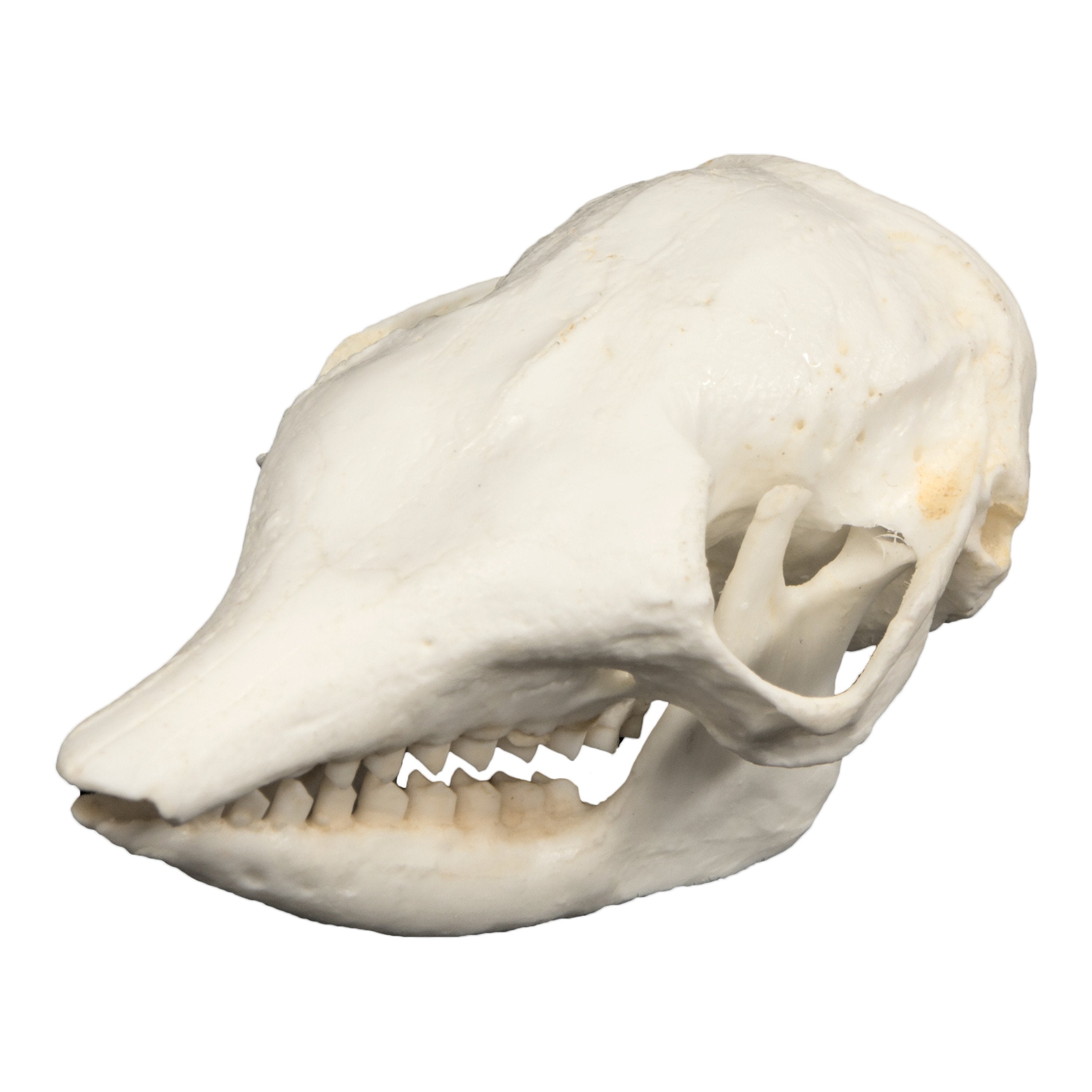 Authentic Replica Pichi Dwarf Armadillo Skull - Lifelike Animal Skull Model for Home Decor, Gothic Display, Halloween Props, and Educational Science Collection