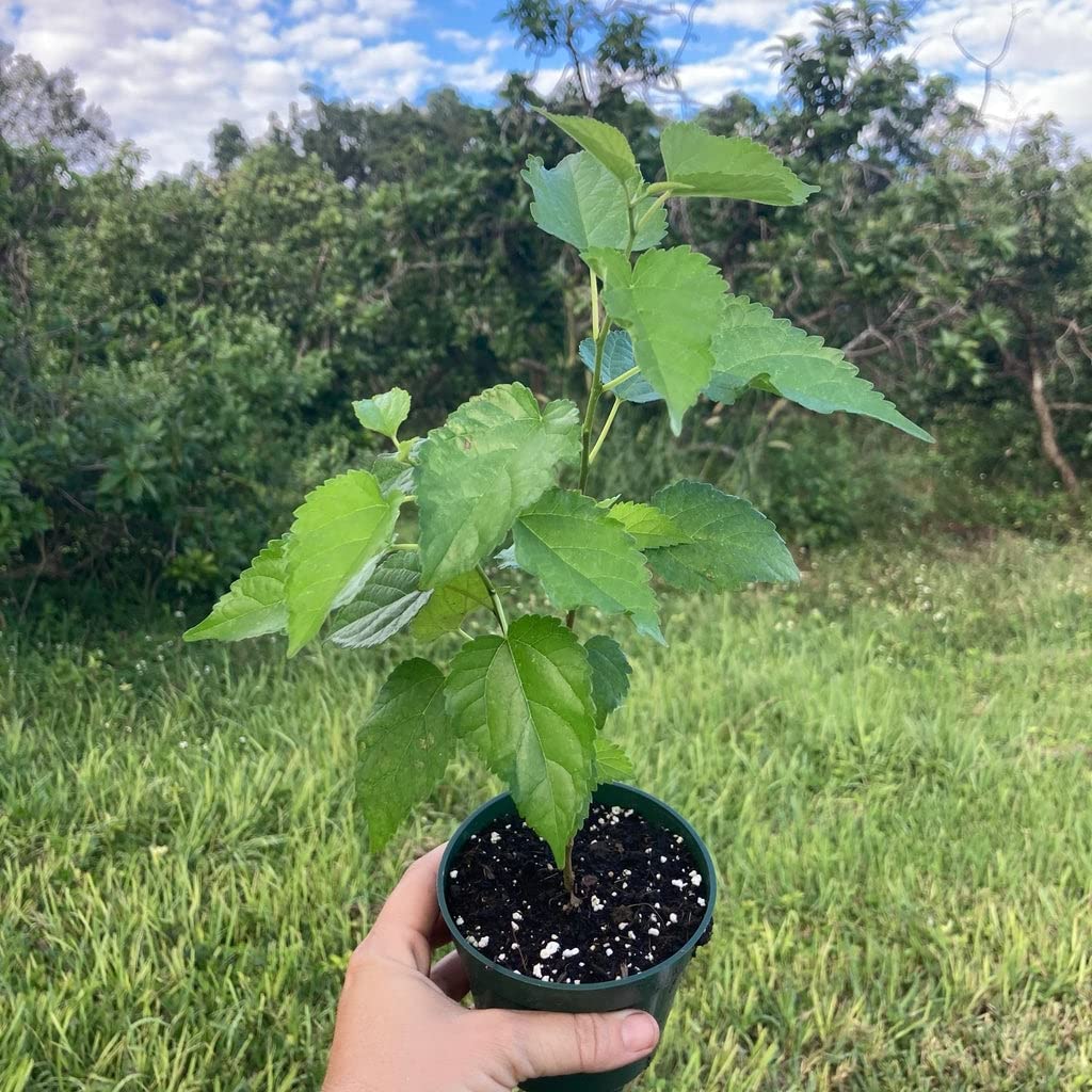 Everbearing Mulberry Tree - 5 Live Plants in 4 Inch Pots - Sweet Edible Fruit Tree for Patio, Garden & Backyard - Perfect for Home Gardening, Landscaping & Fresh Fruit Harvesting