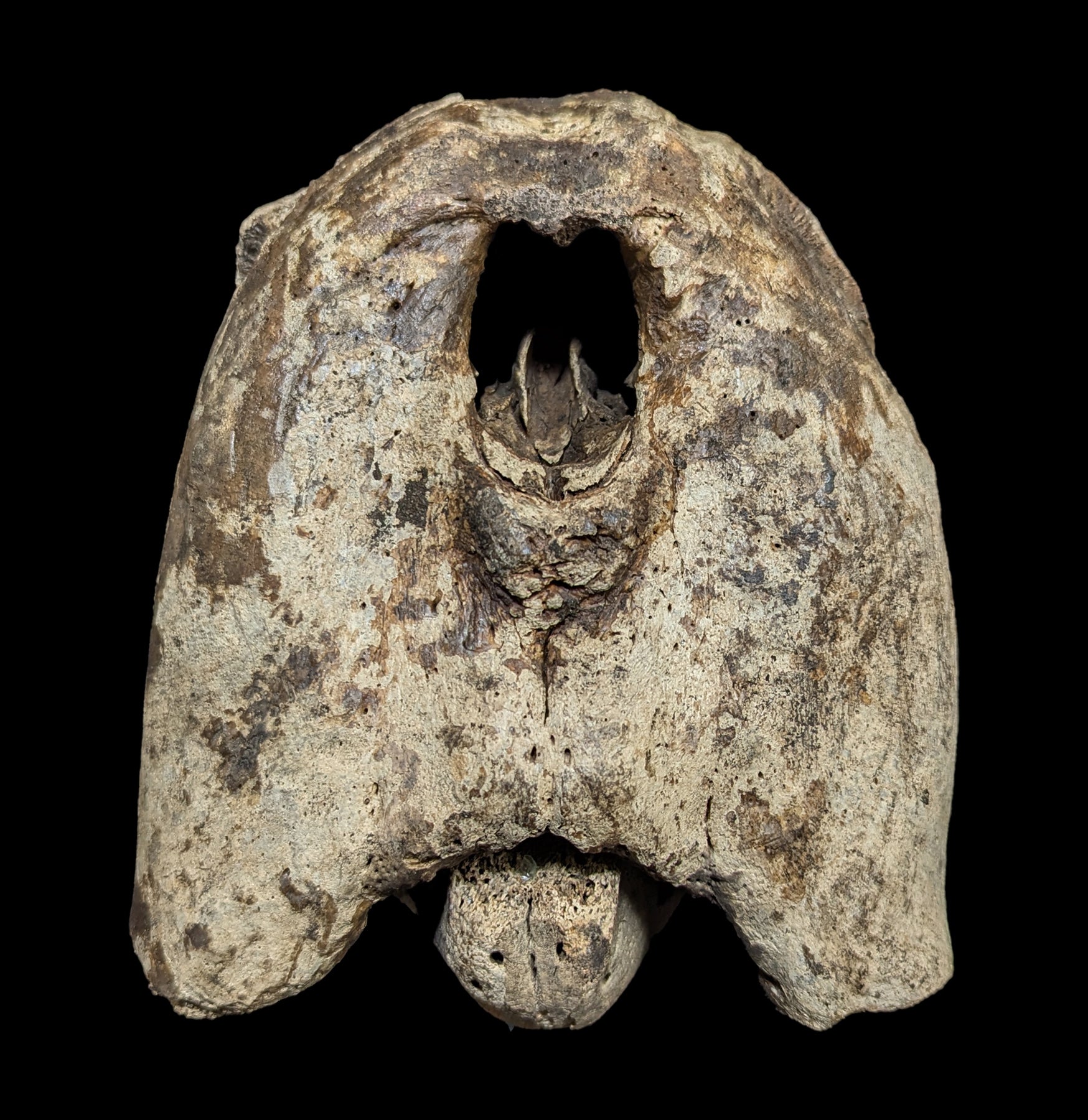 Fossilized Walrus Partial Skull with Mandible - Authentic Marine Mammal Fossil for Collectors, Museums & Home Decor