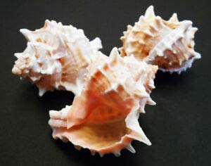 KARPP Set of 12 Pink Murex Shells 3.5-4 Inch Natural Beach Decor for Wedding Crafts, Hermit Crab Habitat, and Coastal Nautical Home Décor - Perfect for Beach Themed Parties, DIY Projects, and Ocean-Inspired Interior Design