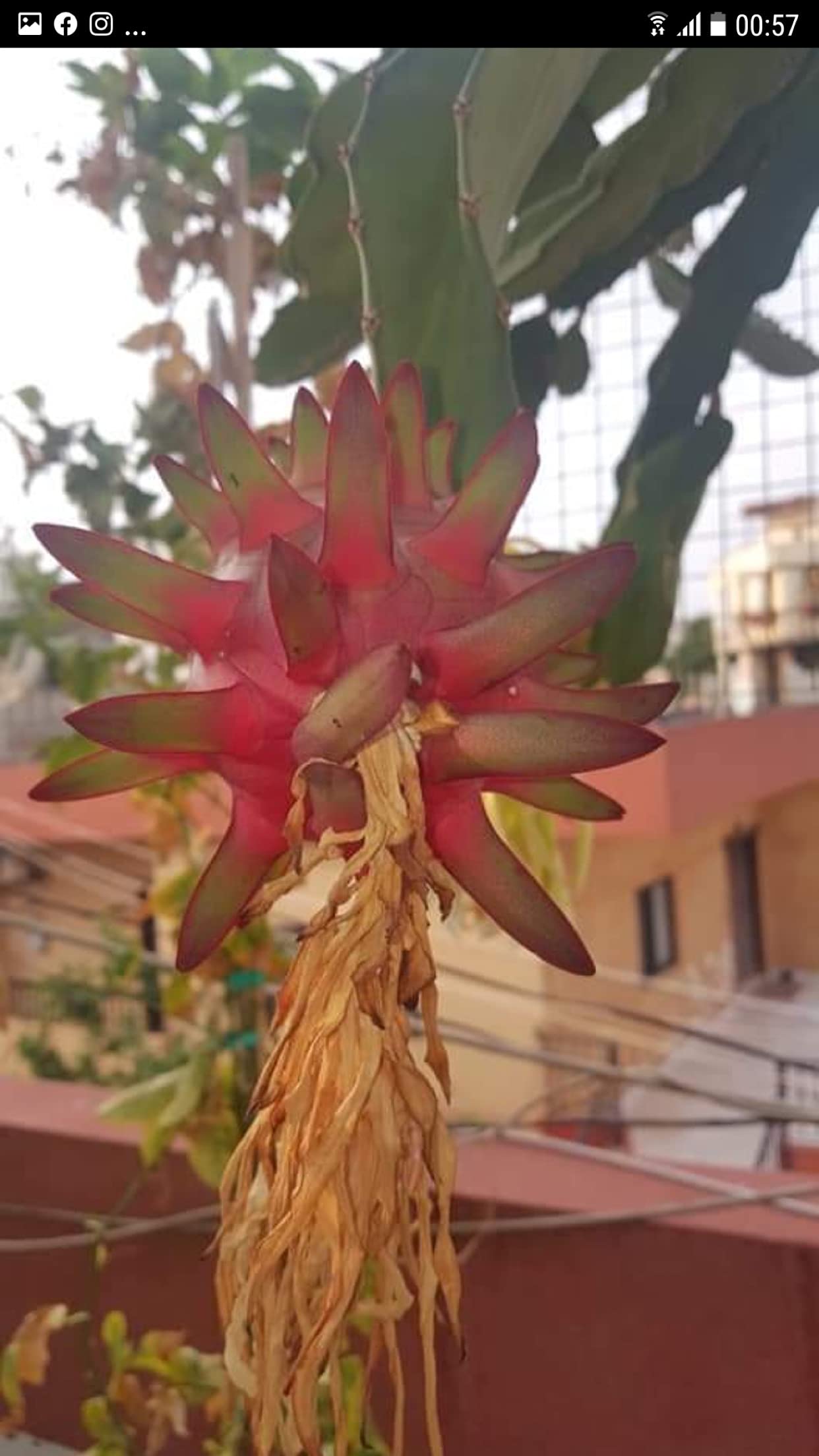 Premium Red Dragon Fruit Cutting - 12 Inch Fresh Pitaya Stem for Planting - Perfect for Home Gardens, DIY Projects & Tropical Landscaping