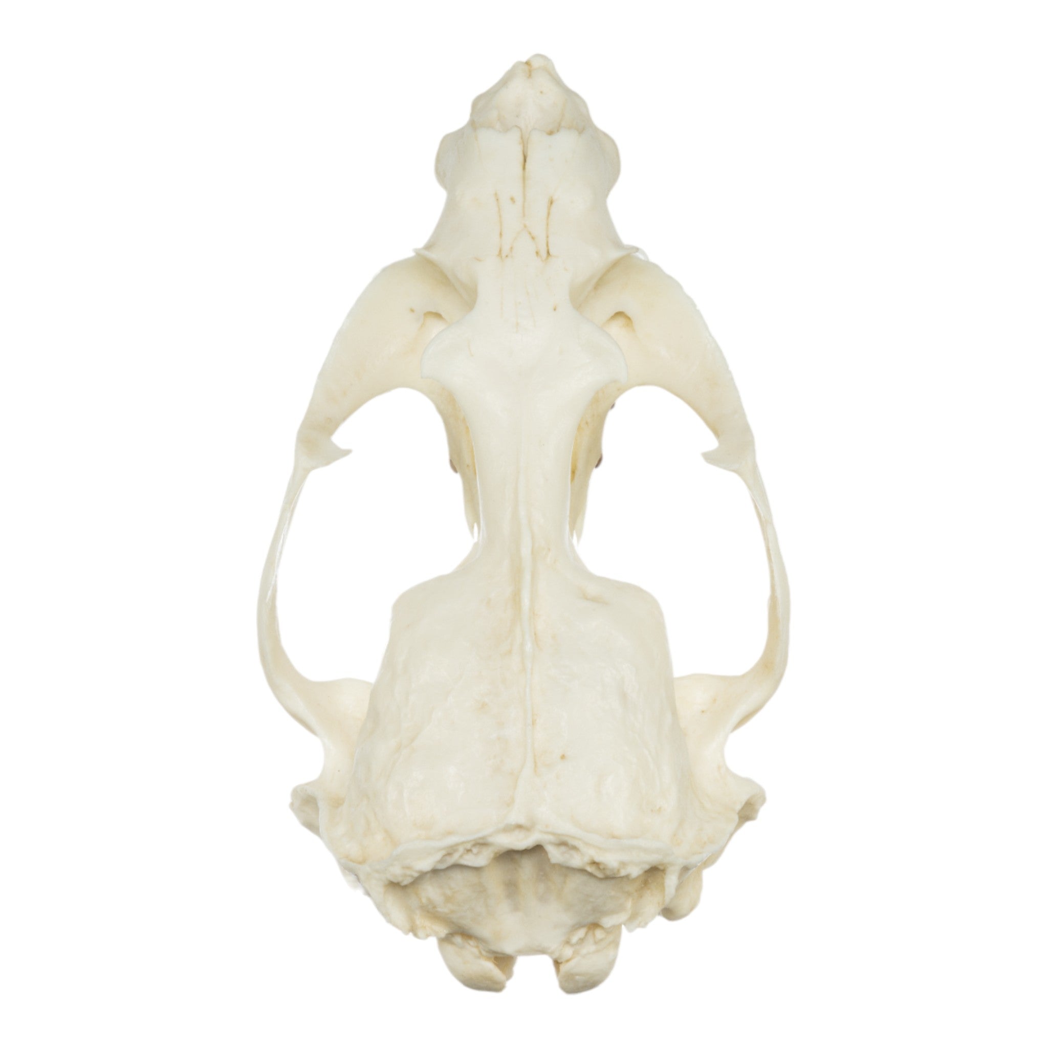 Authentic Replica Guadalupe Fur Seal Skull - Male Specimen for Educational Display, Biology Study & Home Decor Collection