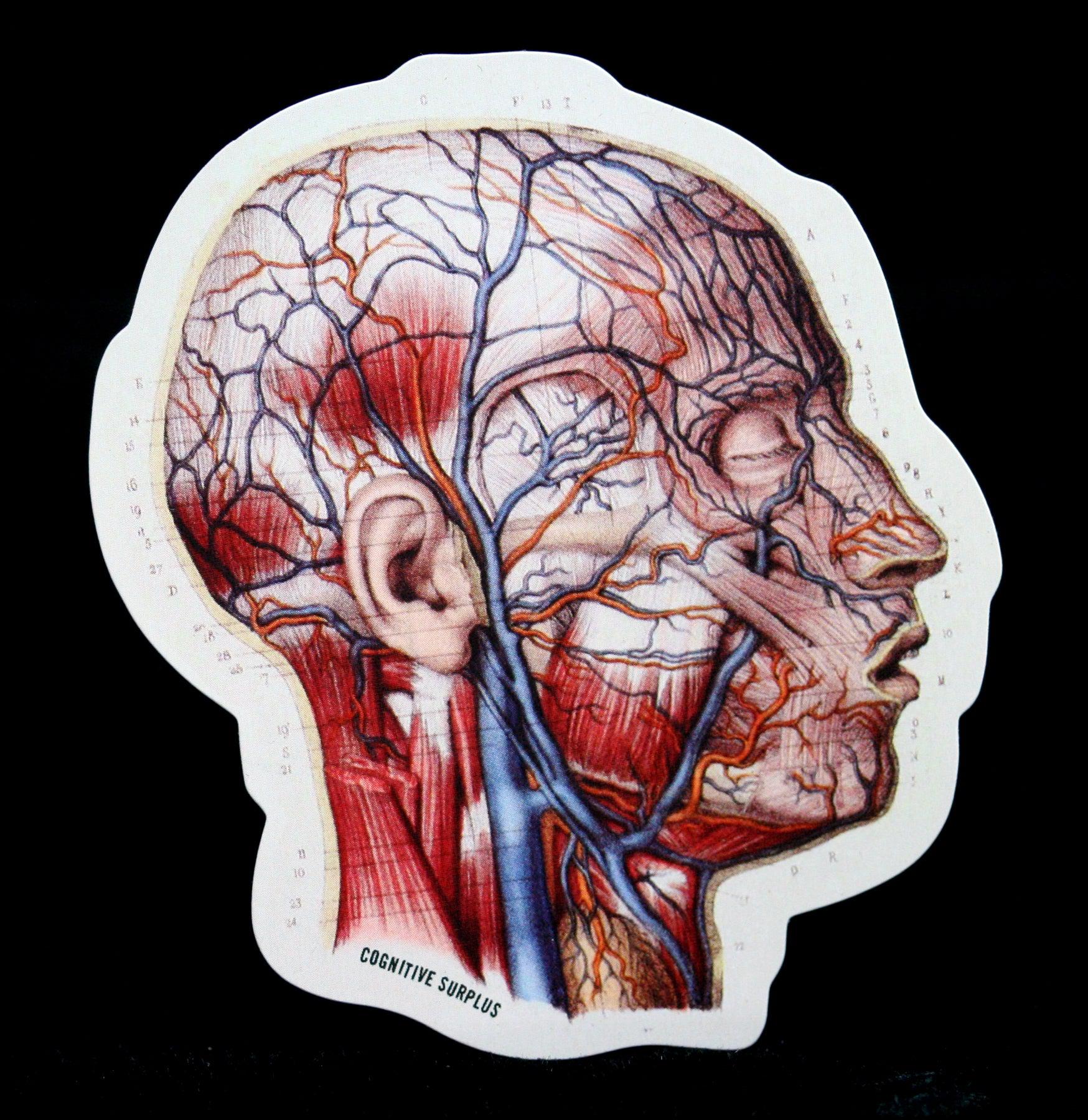 Human Vascular Head Anatomy Sticker - Detailed Brain Veins & Arteries Decal - Perfect for Medical Students, Nurses & Anatomy Enthusiasts - Great for Notebooks, Laptops & Study Materials