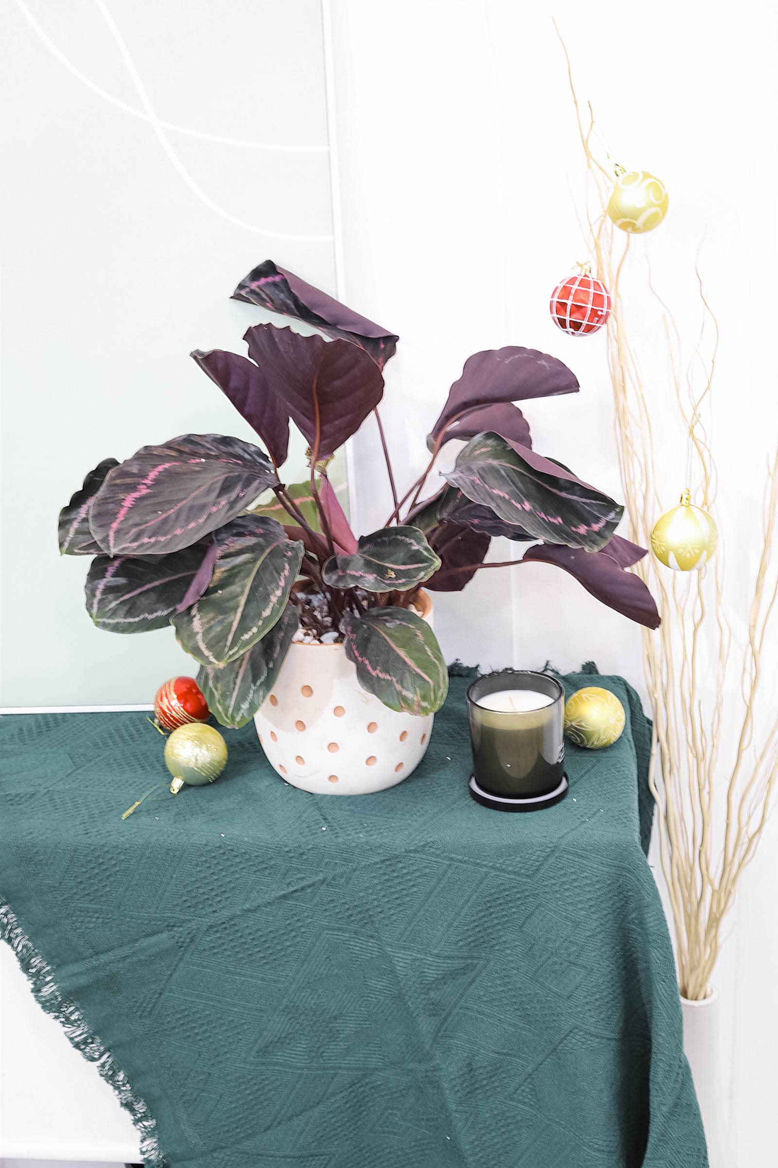 Calathea Dottie Live Plant - 4