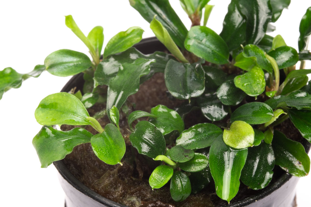Bucephalandra Green Wavy Live Aquarium Plant - Rare Aquatic Plant for Fish Tank, Aquascaping & Nano Tanks | Perfect for Low-Tech Planted Aquariums & Shrimp Habitats