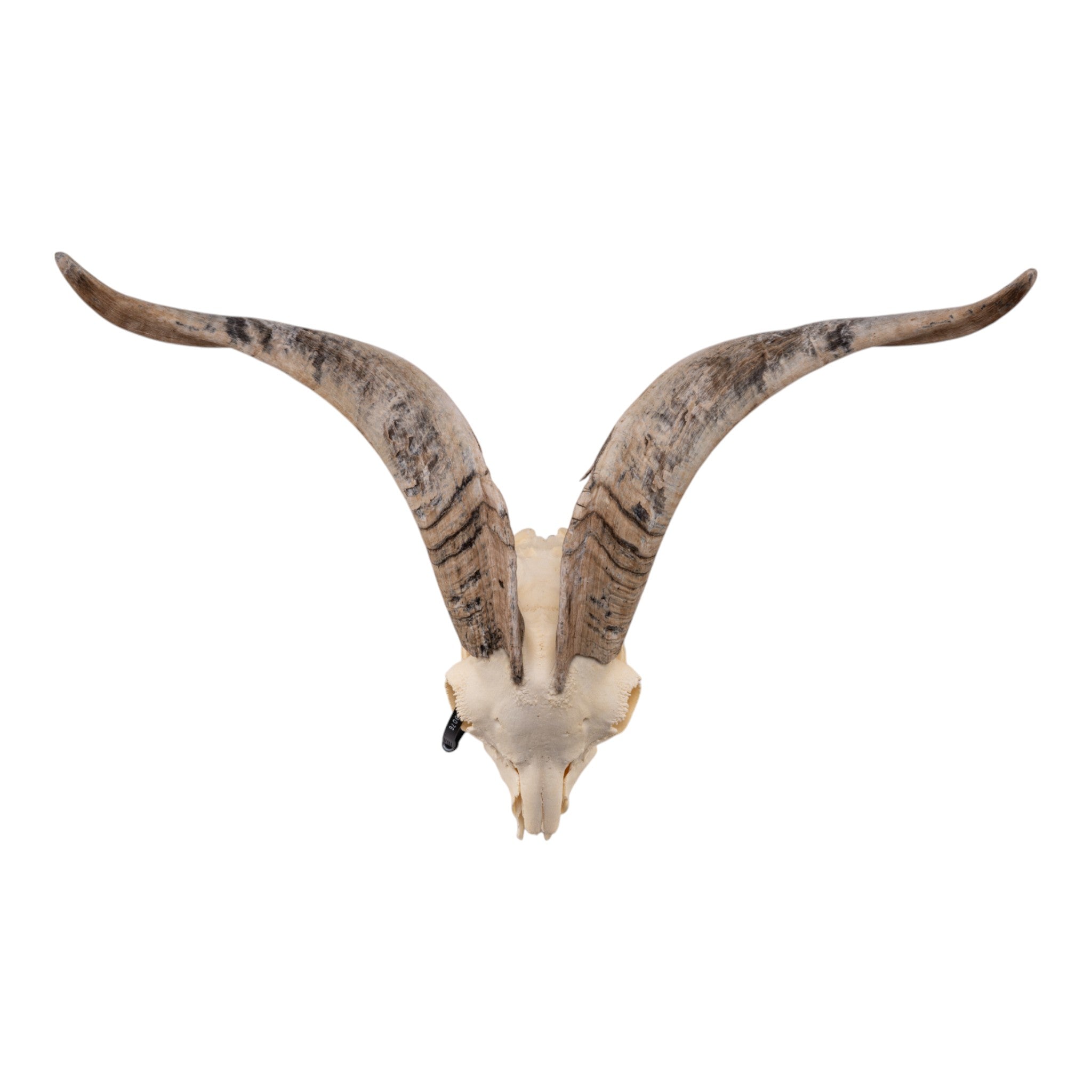Authentic Real Domestic Goat Skull for Home Decor, Gothic Decorations, Halloween Props & Taxidermy Display - Perfect for Dark Aesthetic, Witchy Altar & Oddity Collections