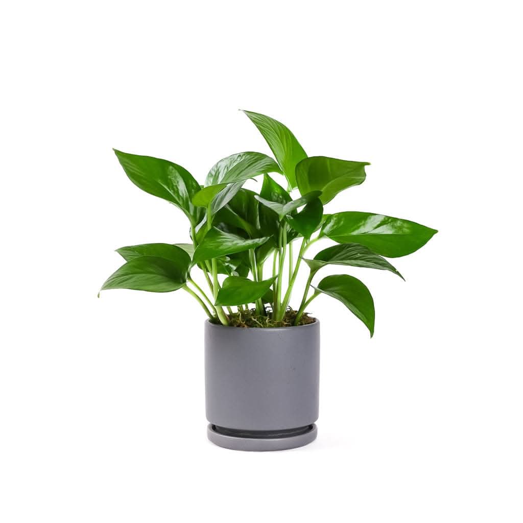 Small Gemstone Potted Golden Pothos - Low Maintenance Indoor Houseplant for Home & Office Decor | Perfect for Shelves, Desks & Gift Giving