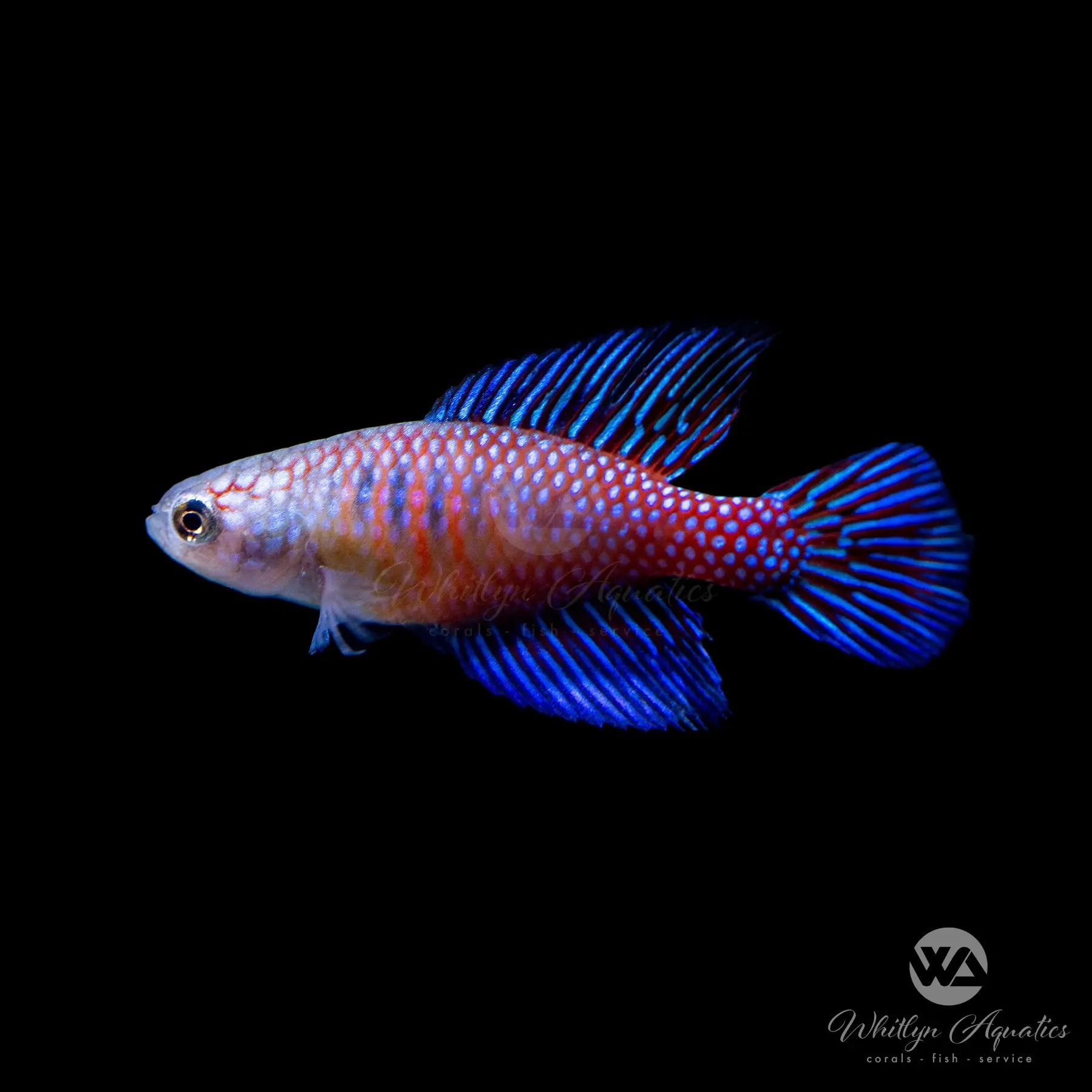 Rare Hypsolebias Fulminantis Killifish - Exotic Freshwater Aquarium Fish for Breeding & Nano Tanks | Perfect for Fish Enthusiasts & Aquatic Displays