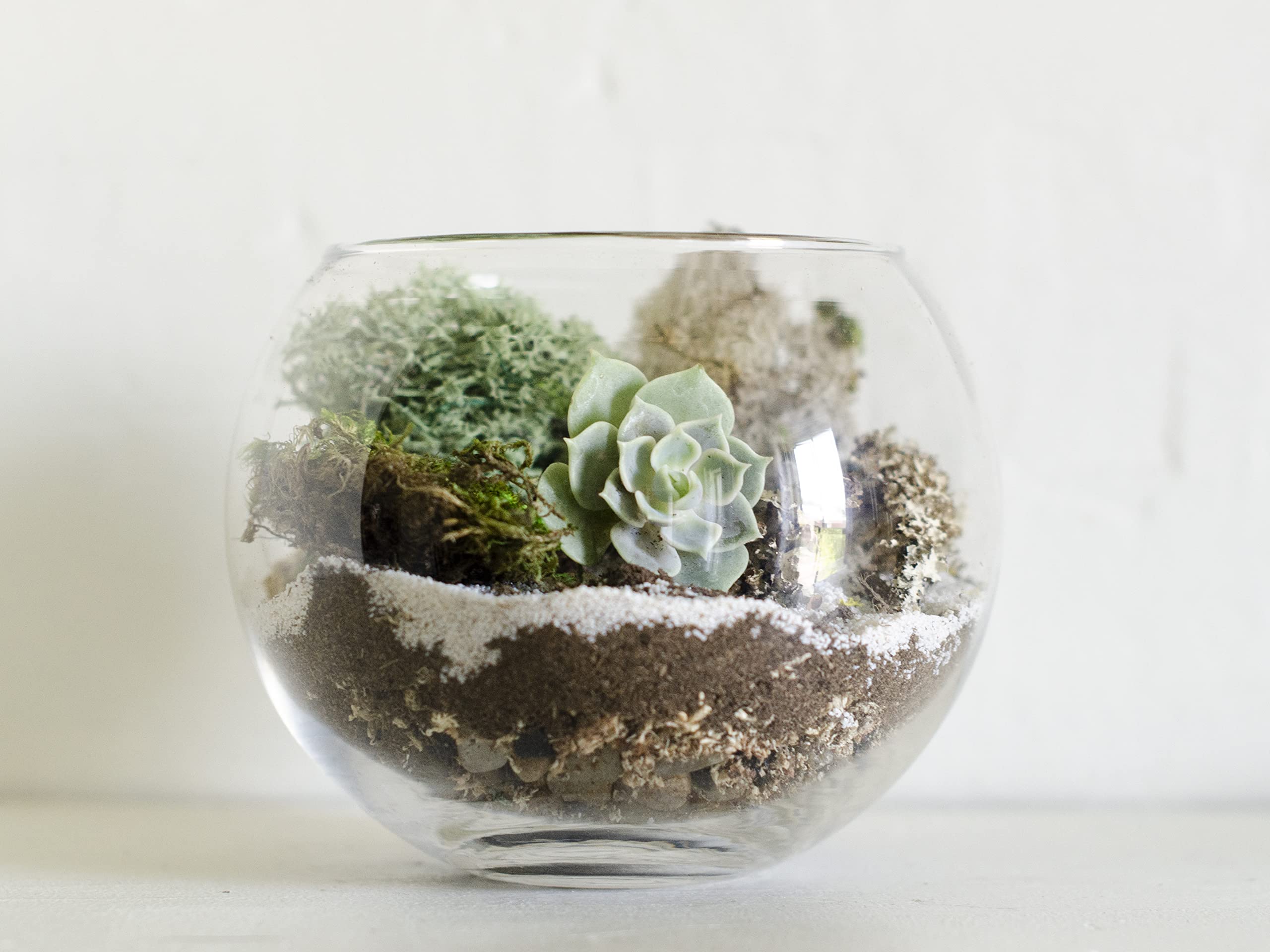DIY Succulent Terrarium Kit with White Sand & Moss - Glass Bowl Planter for Home Decor, Office Desk, or Gift Idea
