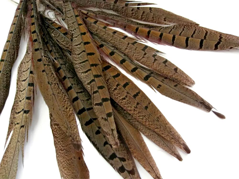 50 Pieces Bulk Natural Brown Ringneck Pheasant Tail Feathers 10-12