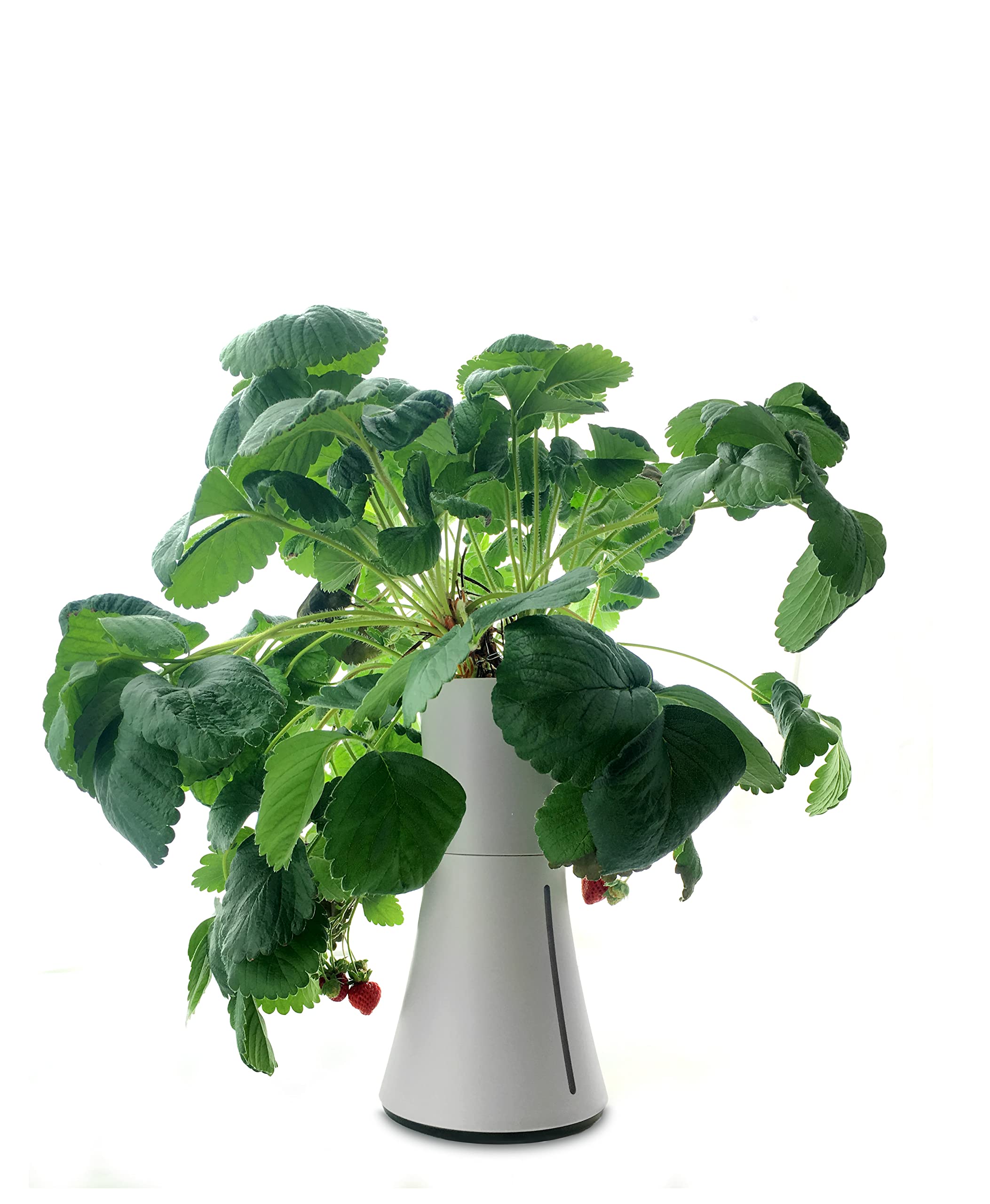Botanium Hydroponic Indoor Garden System - Automatic Self-Watering Planter Pot for Herbs, Vegetables & Flowers (Grey) - Perfect for Kitchen, Office & Small Space Gardening