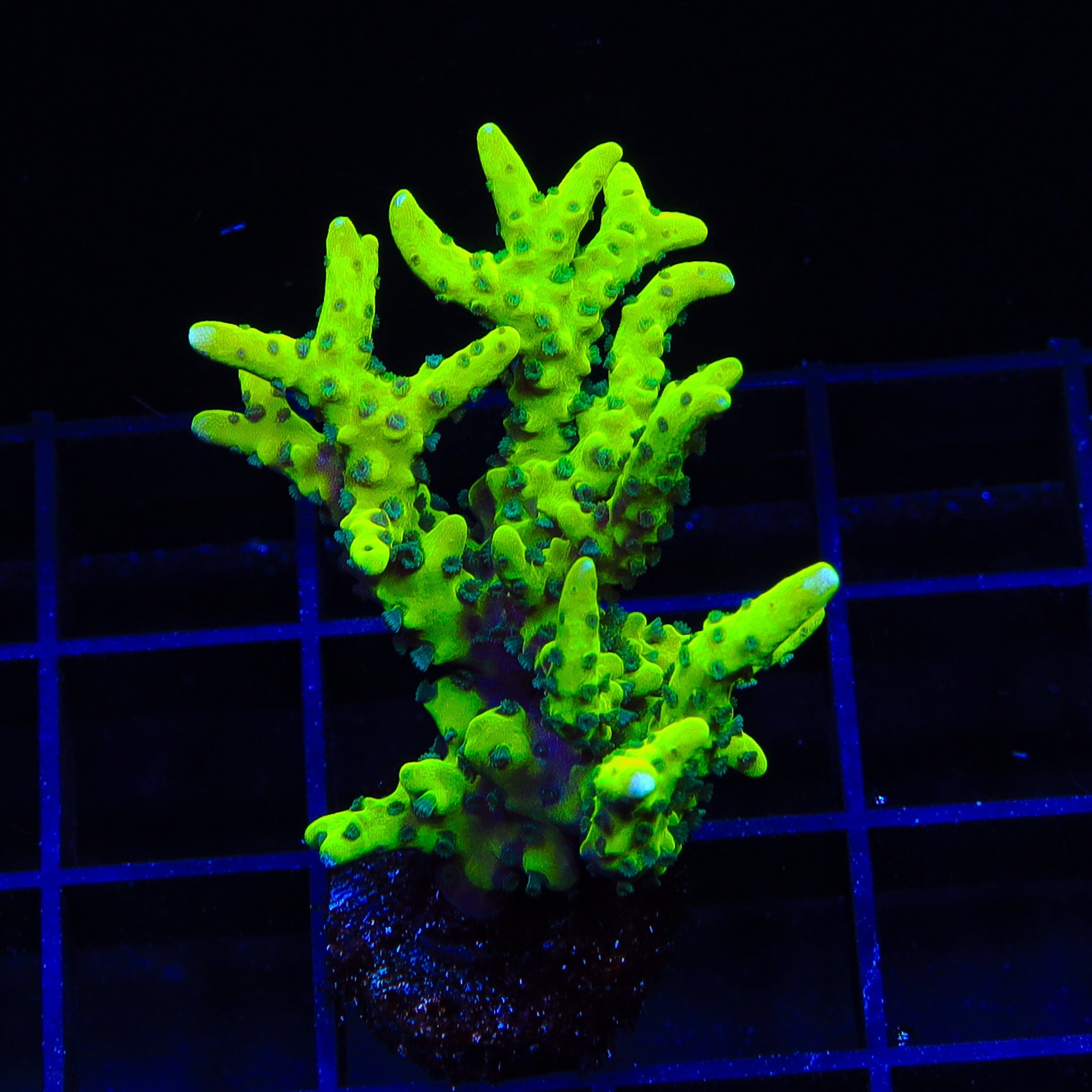 CB The Thing Anacropora XL Frag Coral - Premium Saltwater Aquarium Coral for Reef Tanks | Perfect for Marine Aquascaping & Coral Propagation