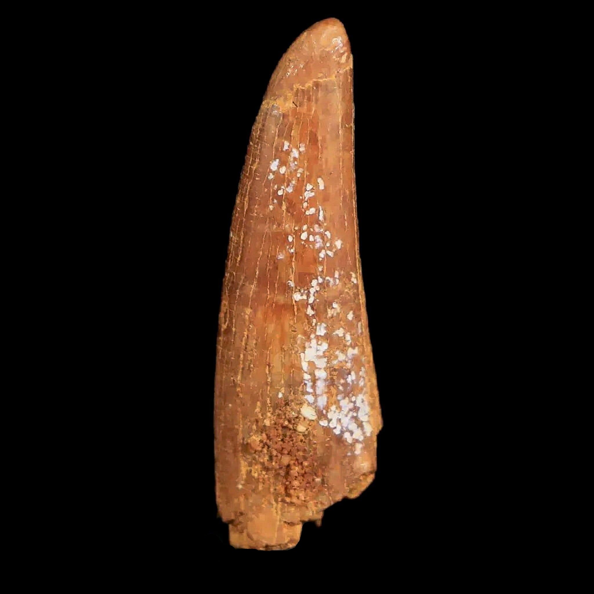 Authentic Pterosaur Coloborhynchus Fossil Tooth - Upper Cretaceous Period - Morocco - Includes COA & Display Case - Perfect for Paleontology Collectors & Home Decor