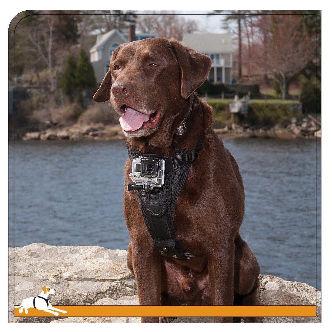 Tru Fit Adjustable Dog Harness with Camera Mount - Secure & Comfortable Pet Gear for Hiking, Running, and Outdoor Adventures